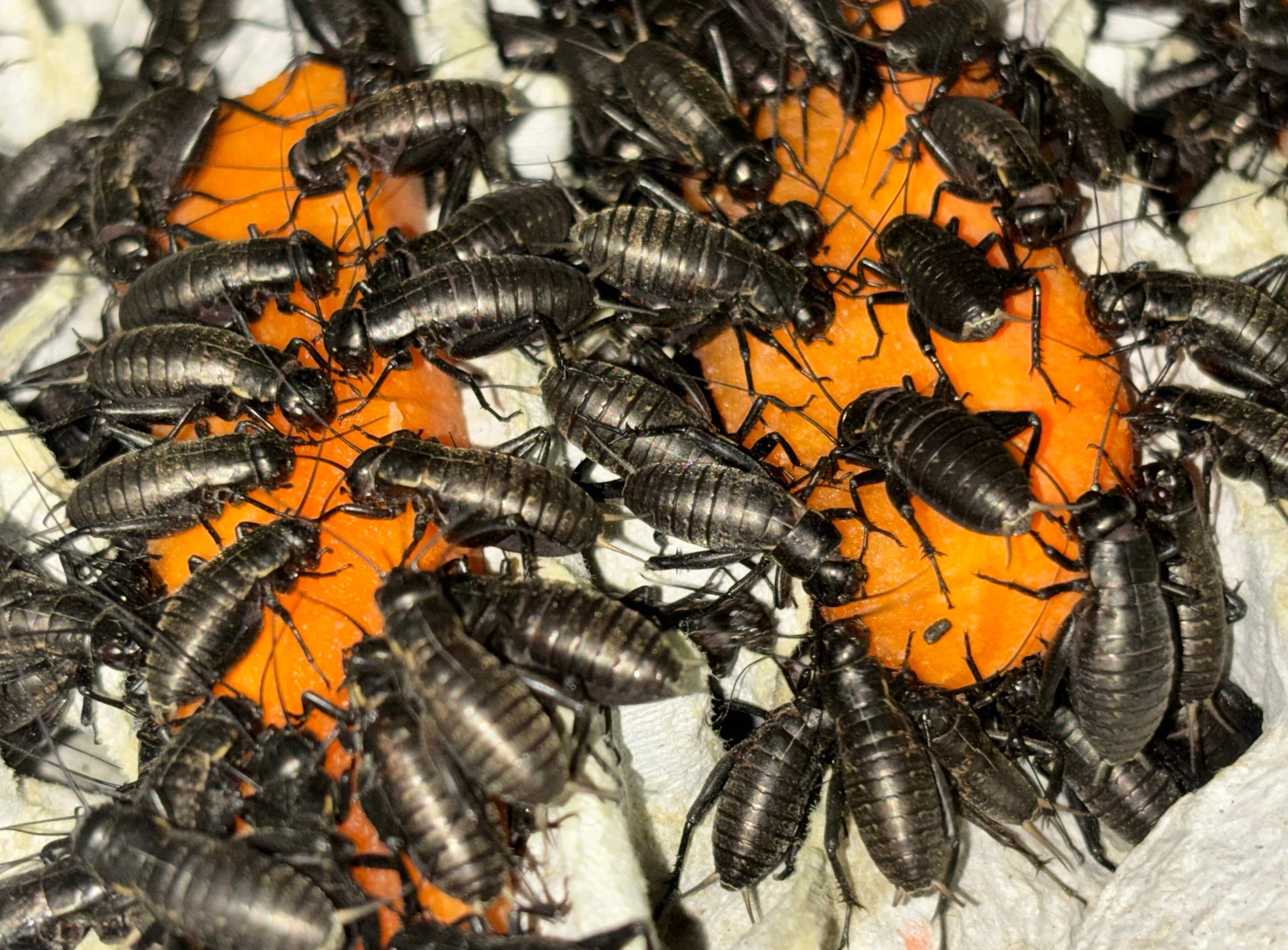 冷凍クロコM約500匹125g冷凍コオロギ | 餌用 コオロギ 通販【ころころ