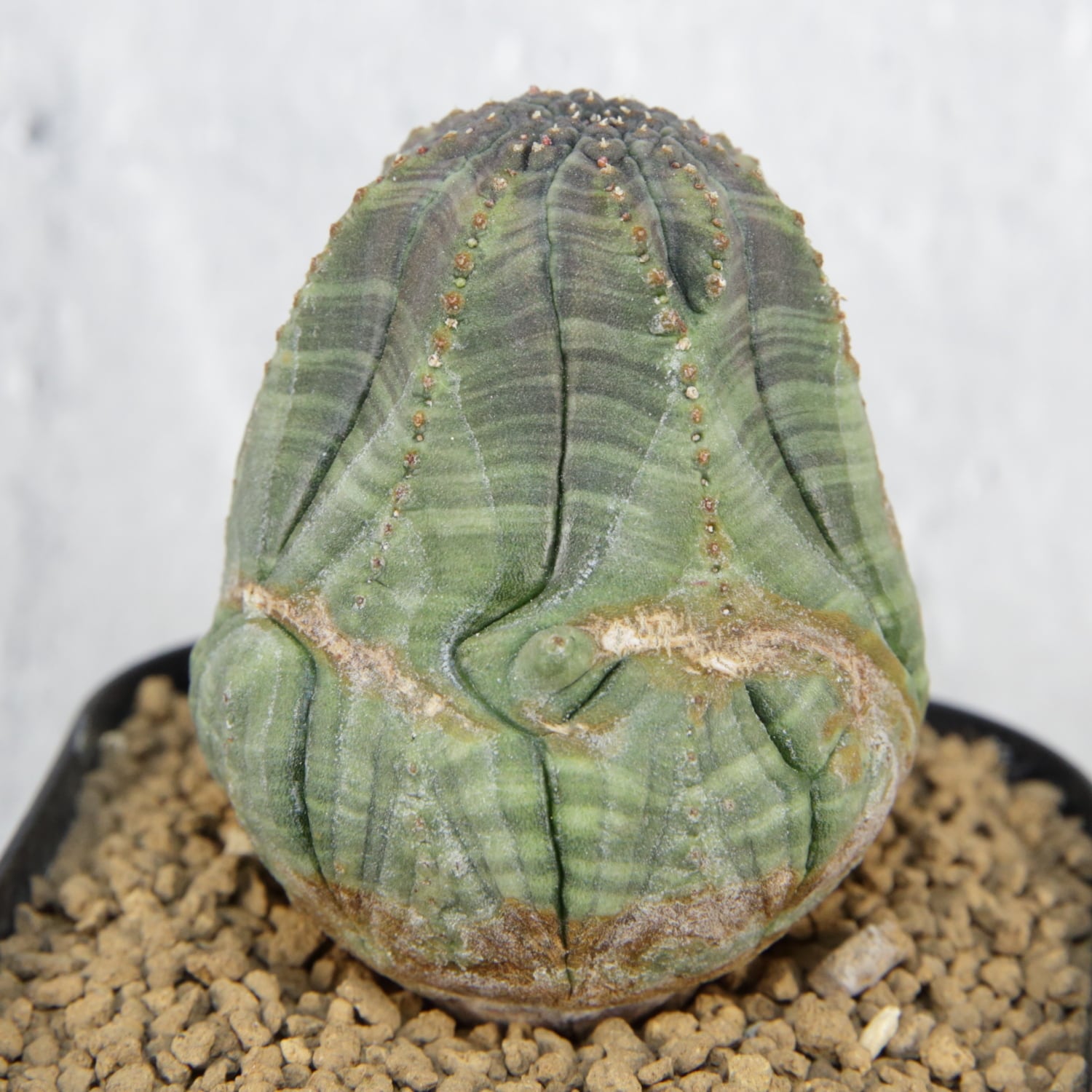 変則捻じれ モンスト オベサ / ユーフォルビア | LIGHTHOUSE.PLANTS