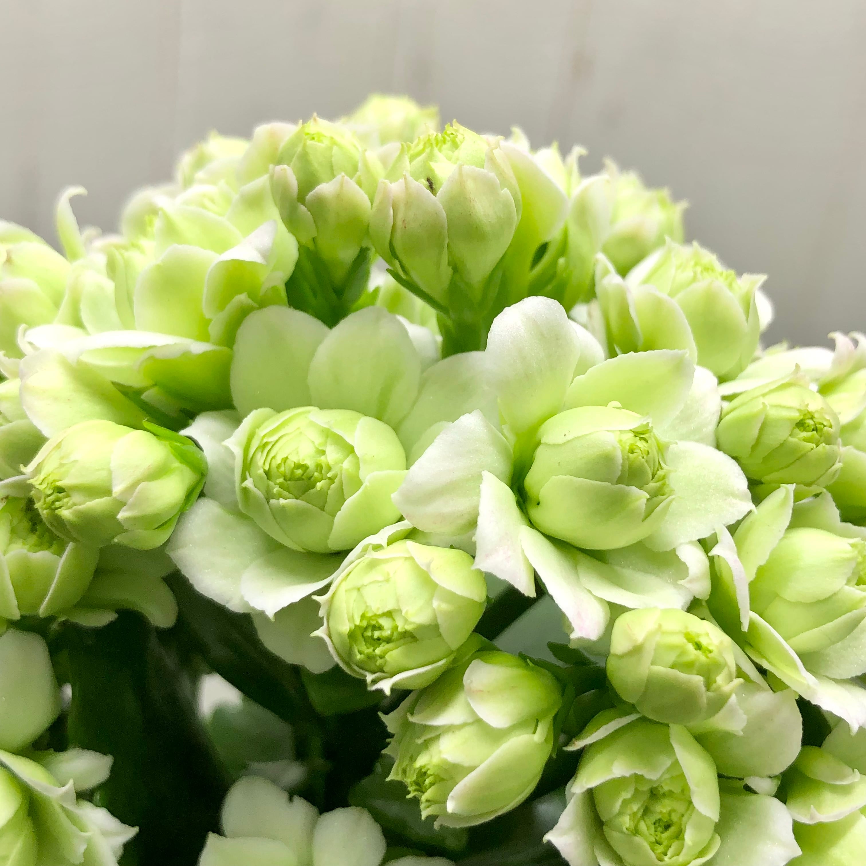 八重咲き バラ咲き カランコエ クイーンローズ モアフラワーズパリ