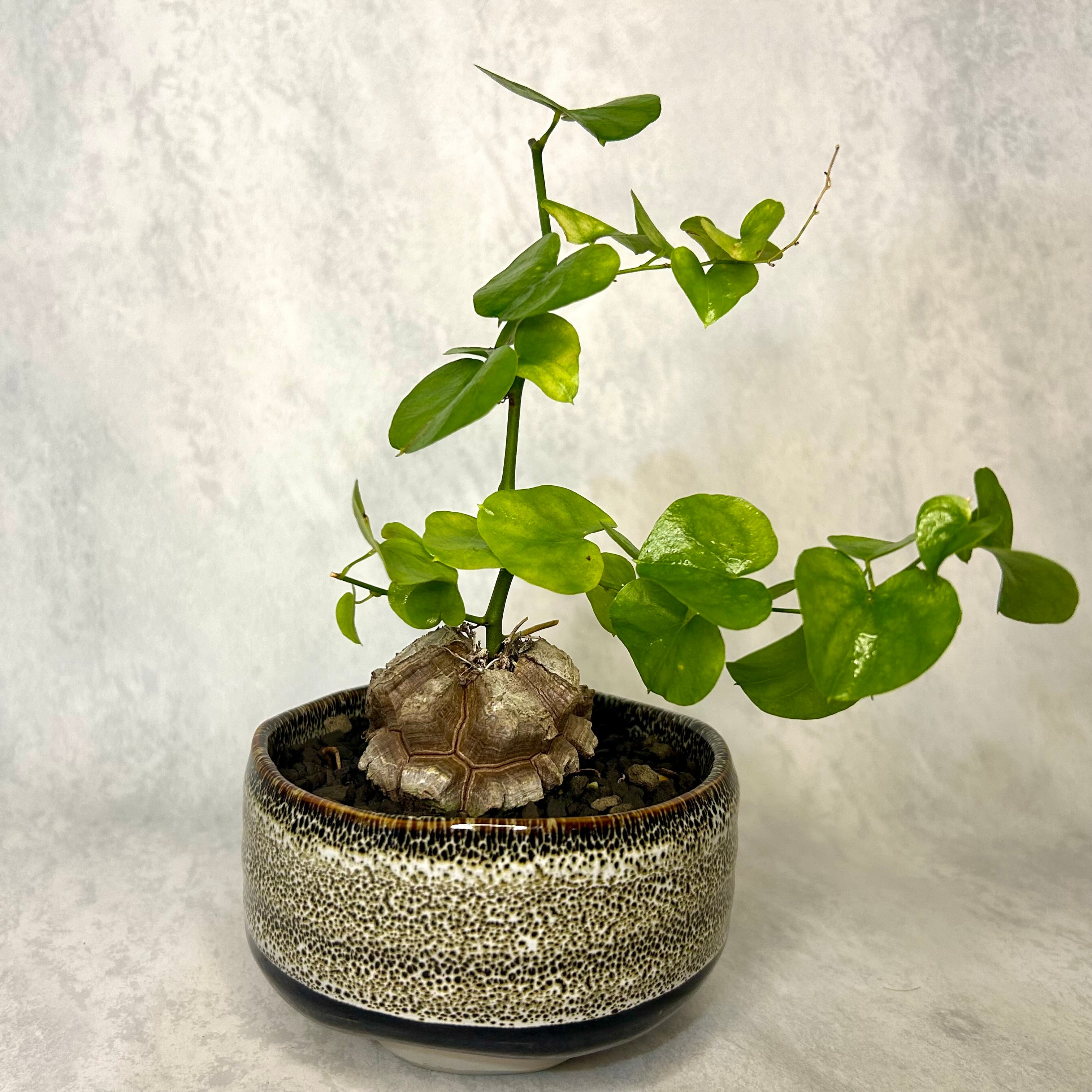 亀甲竜 (鉢入り) 5cm越え バキボコ割れ ディオスコレア 塊根植物 | PLARE