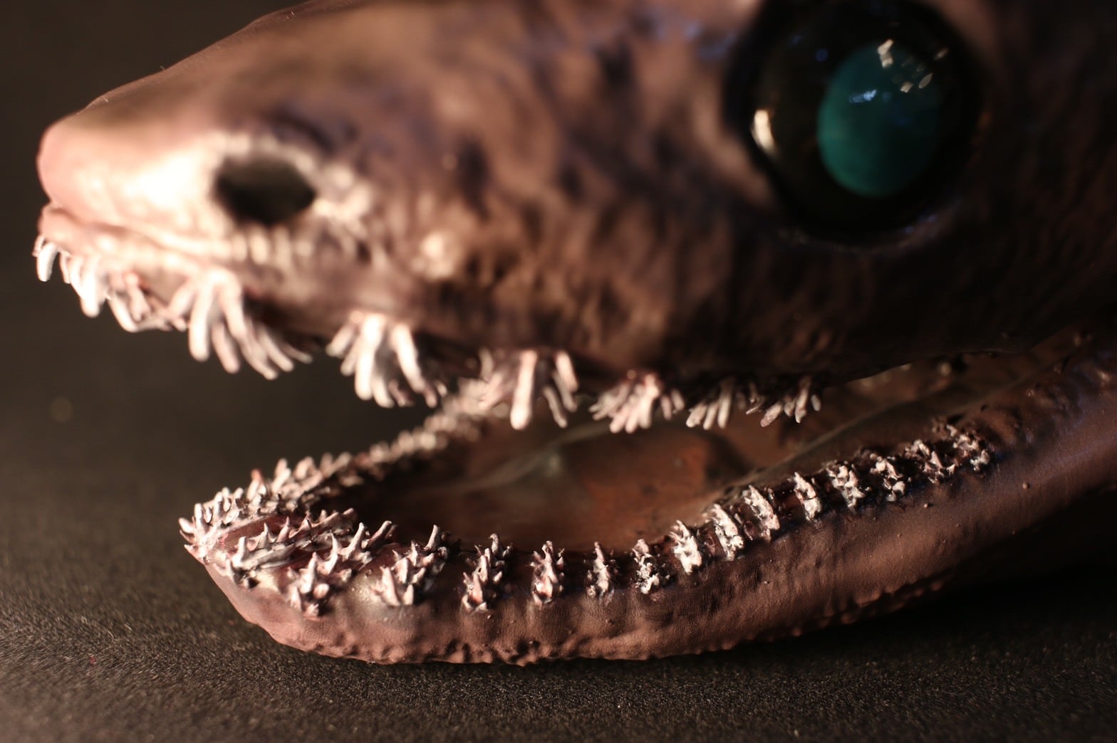 ラブカ 頭部模型 | アンフィ合同会社