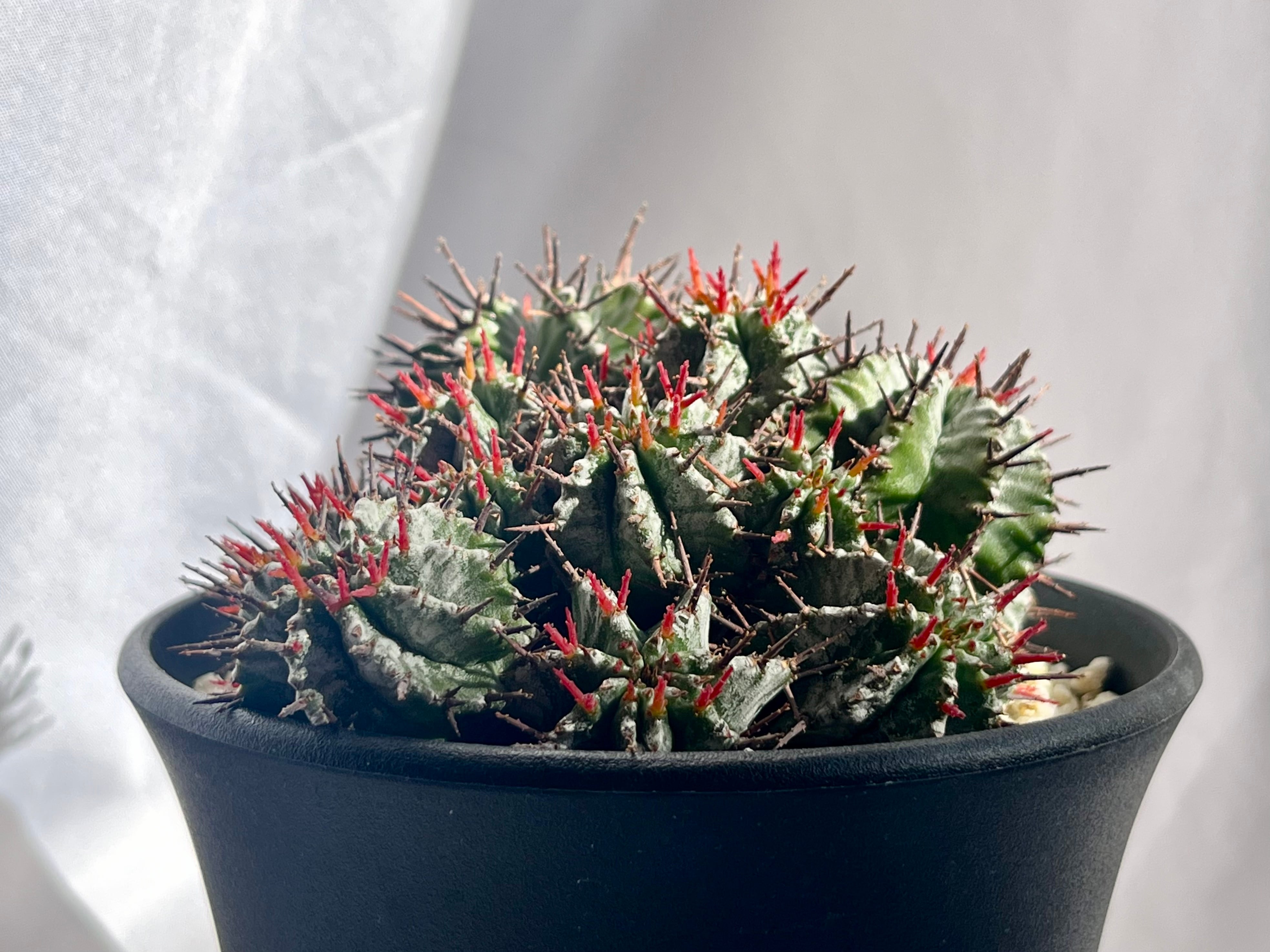 Euphorbia Horrida ユーフォルビア 強刺ホリダ 群生 多肉植物 | plants