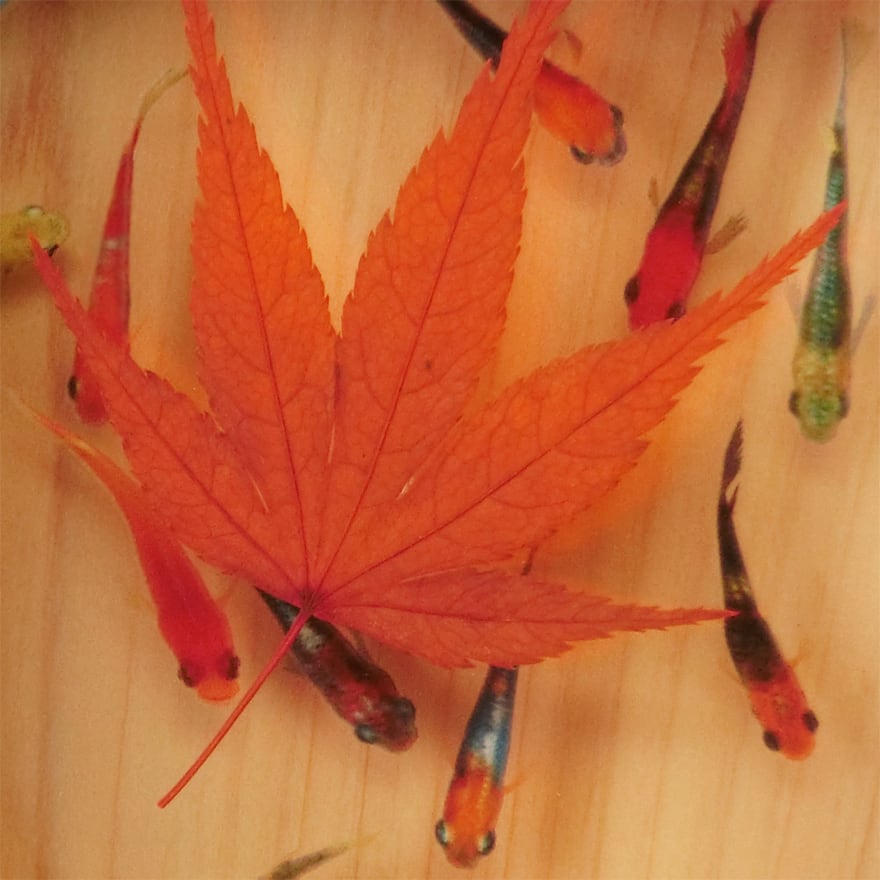 樹脂金魚 3D金魚 アート 数量限定 めだか 「輝/もみじ」 岐阜県 東濃