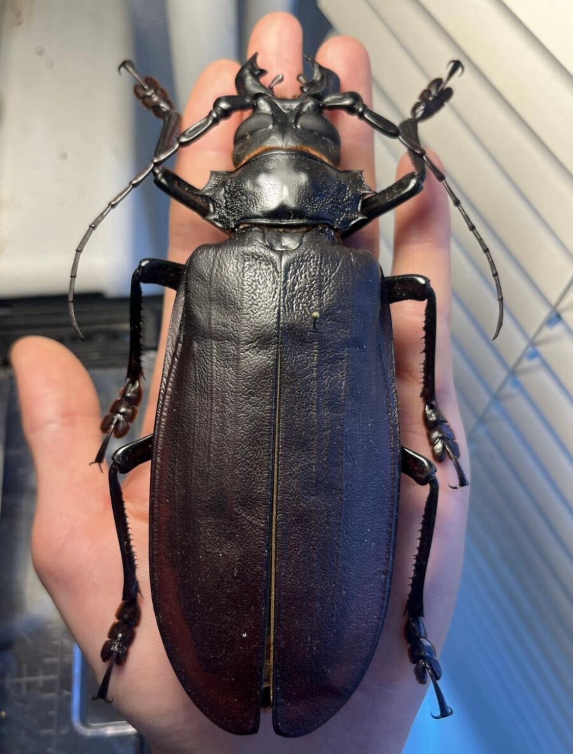 150mm】タイタンオオウスバカミキリ カブトムシクワガタハナムグリ