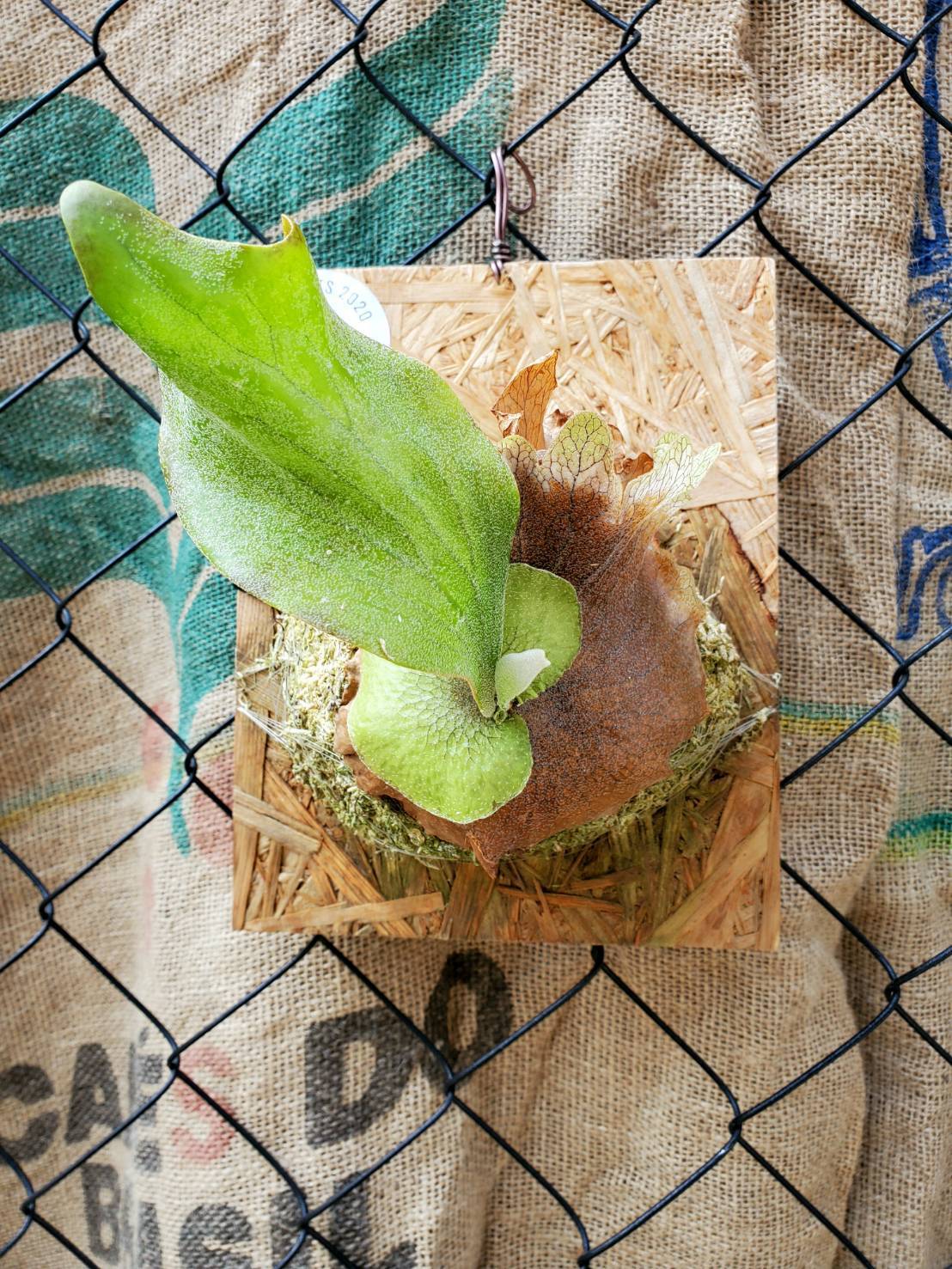 P.Kin-Norn (Pup)《FSQ》【artPLANTs】ビカクシダ/Platycerium