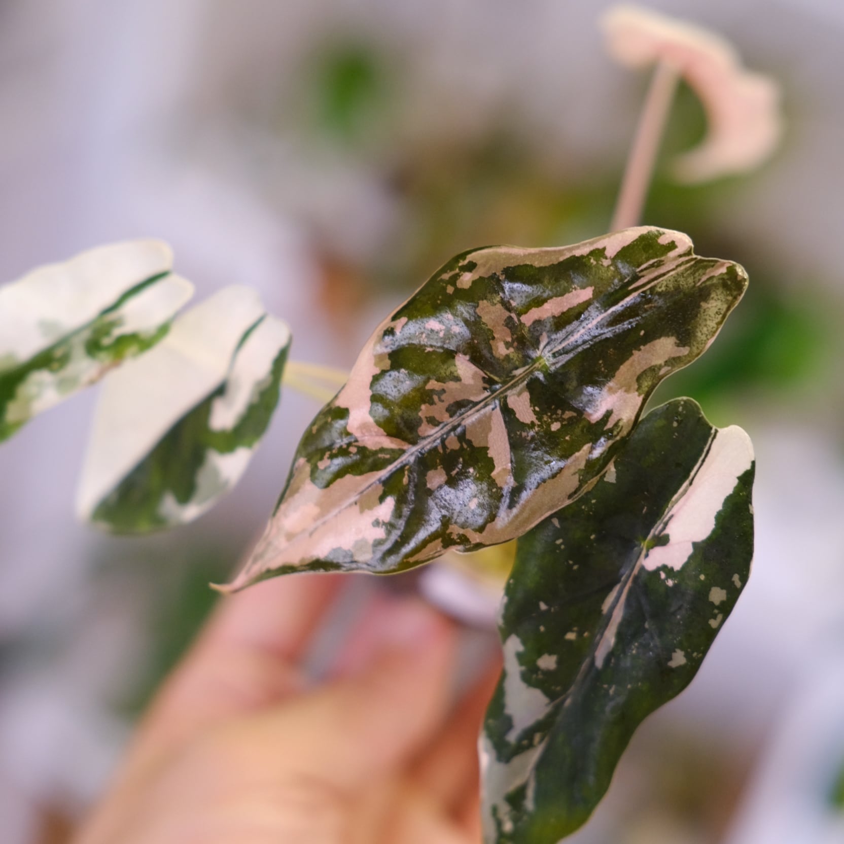 Alocasia chantrieri pink /アロカシア シャントリエリ ピンク④