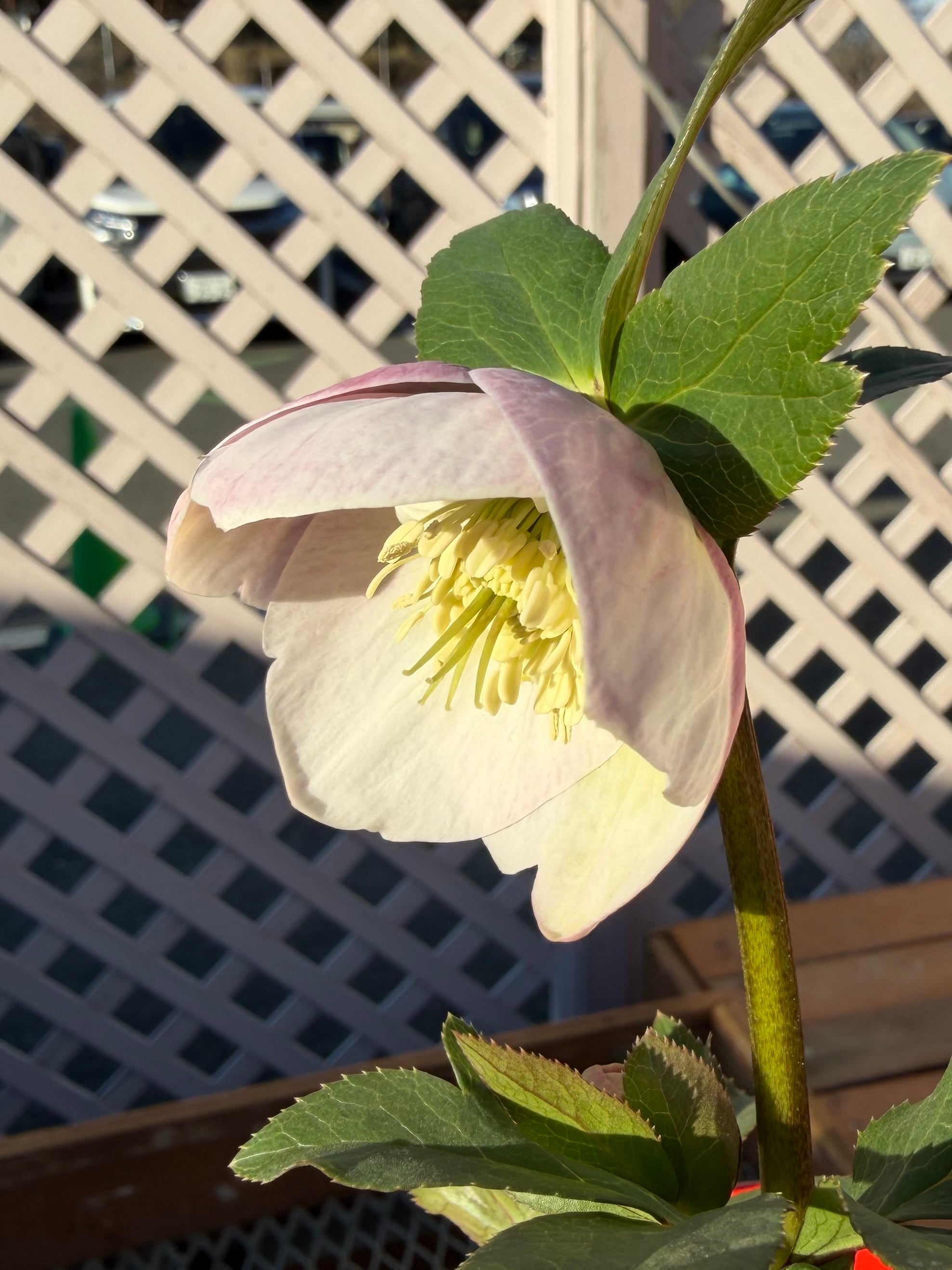 チベタヌス交配×チベタヌス戻し交配 Zoony Garden クリスマスローズ