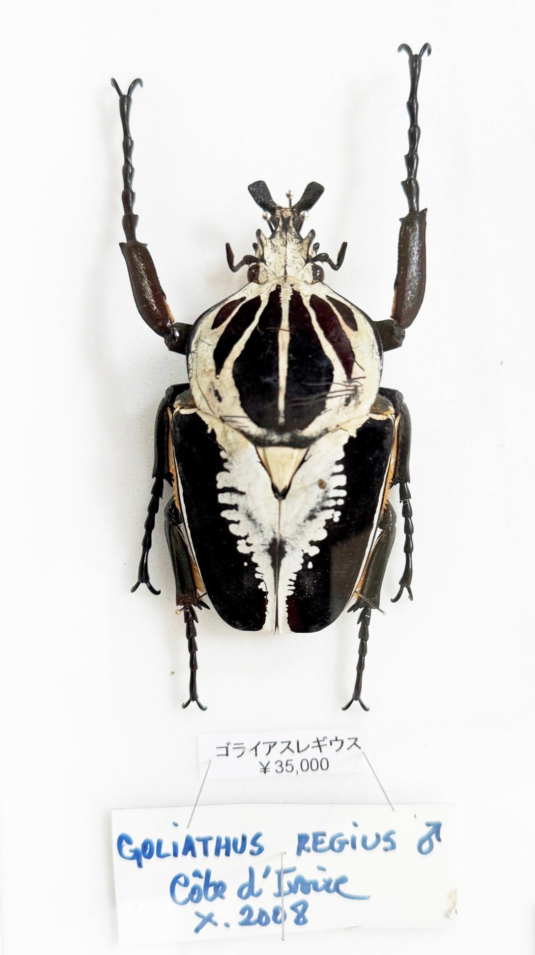 レギウスオオツノハナムグリ標本 91mm | 深谷爬虫類館オンライン