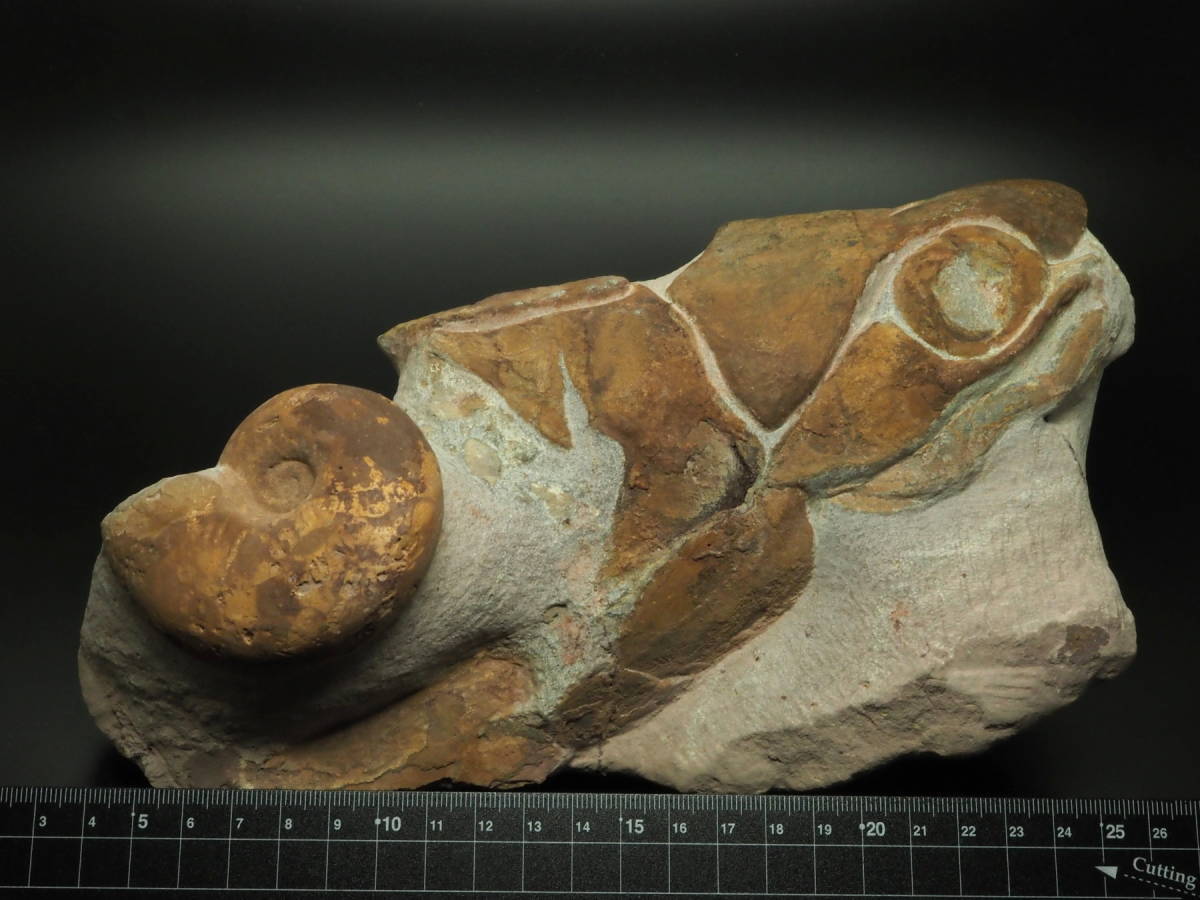 Placoderm / 甲冑魚 | 化石・隕石・鉱物の販売 JURASSIC