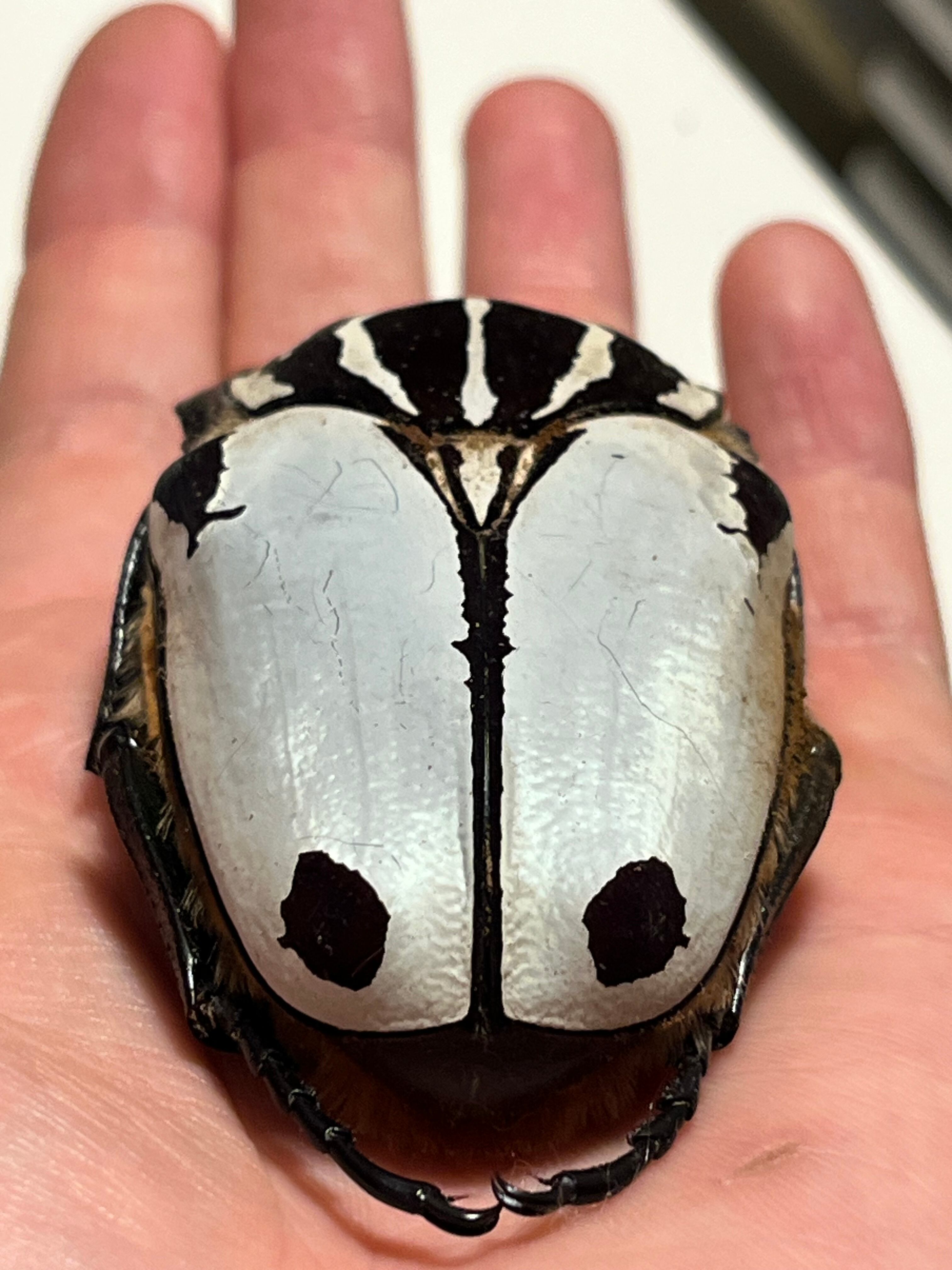 WD大型ペア ゴライアスオオツノハナムグリ WD大型ペア ゴライアス