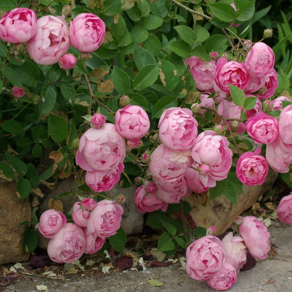 ローブリッター | 天空のバラ園(無農薬バラ苗・花苗・クレマチス