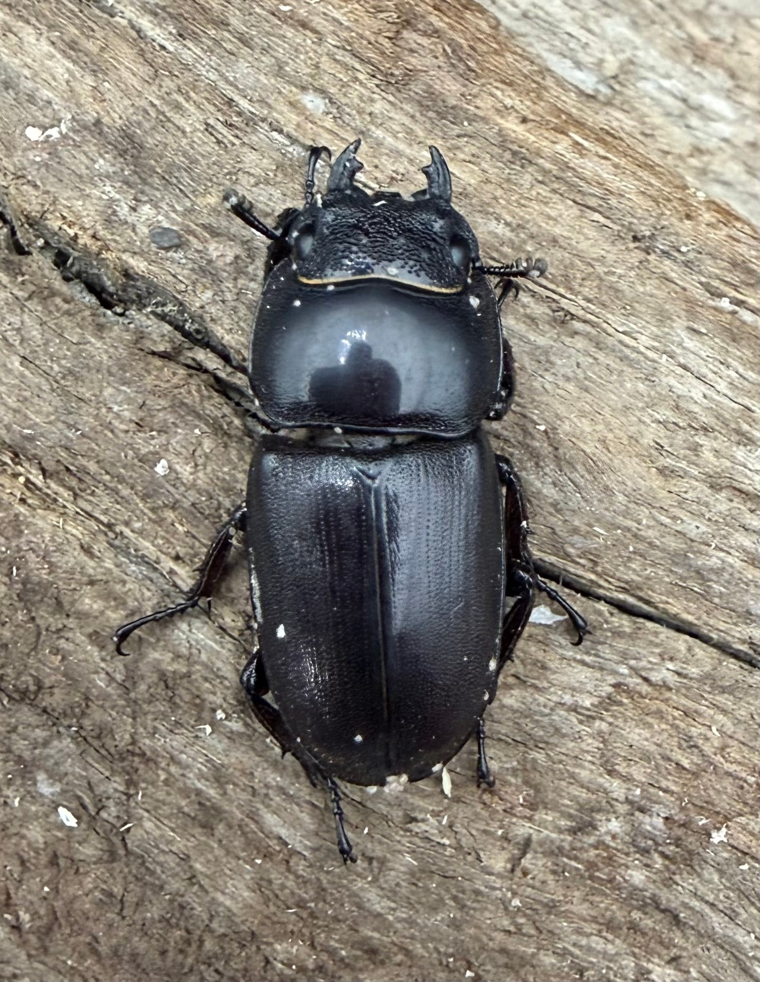 WD】《タウルスヒラタ原名亜種 パダン産 56mm ペア》 | KPW公式