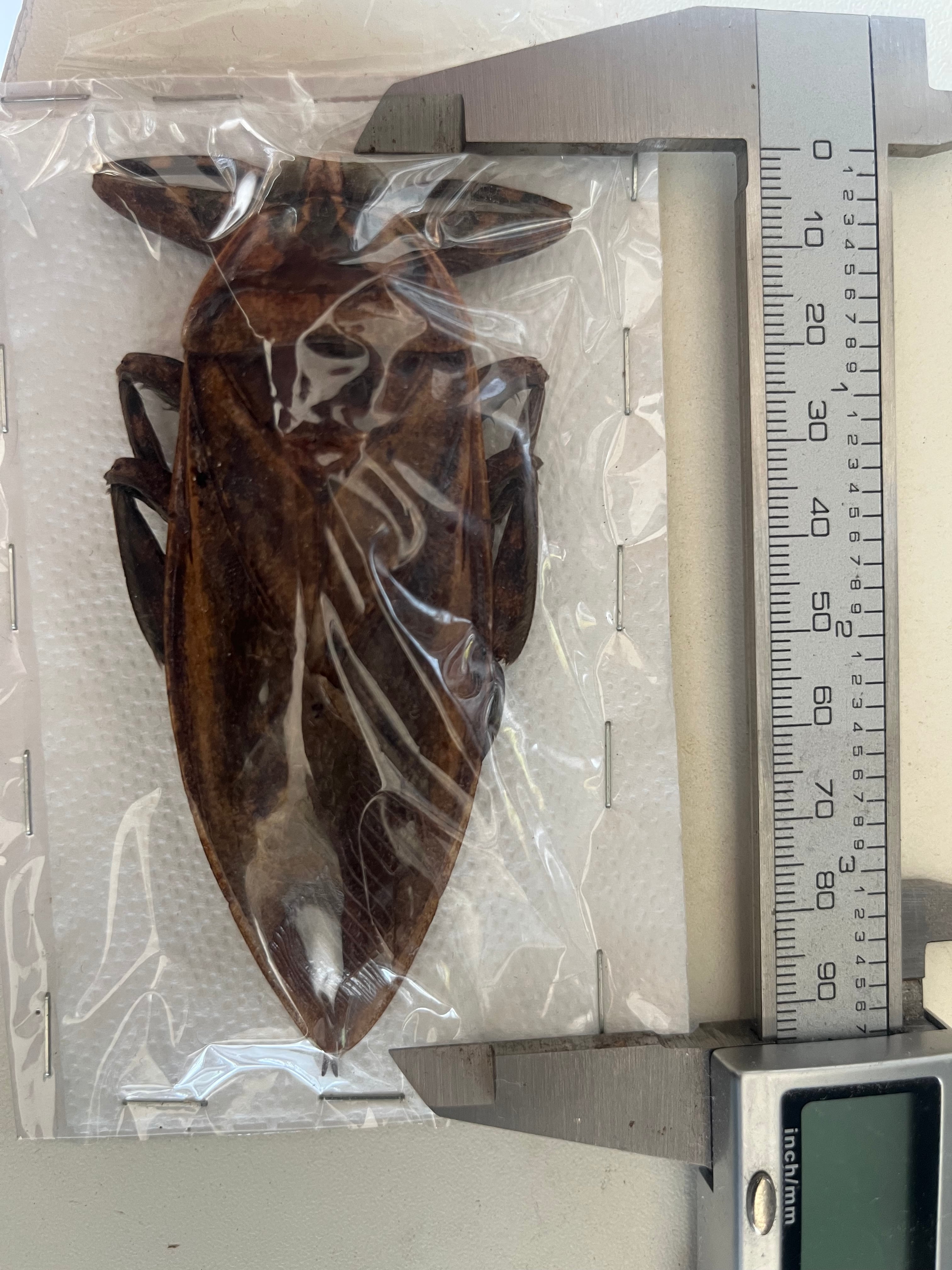 田亀最大級】ナンベイオオタガメの昆虫標本 タランチュラムカデ