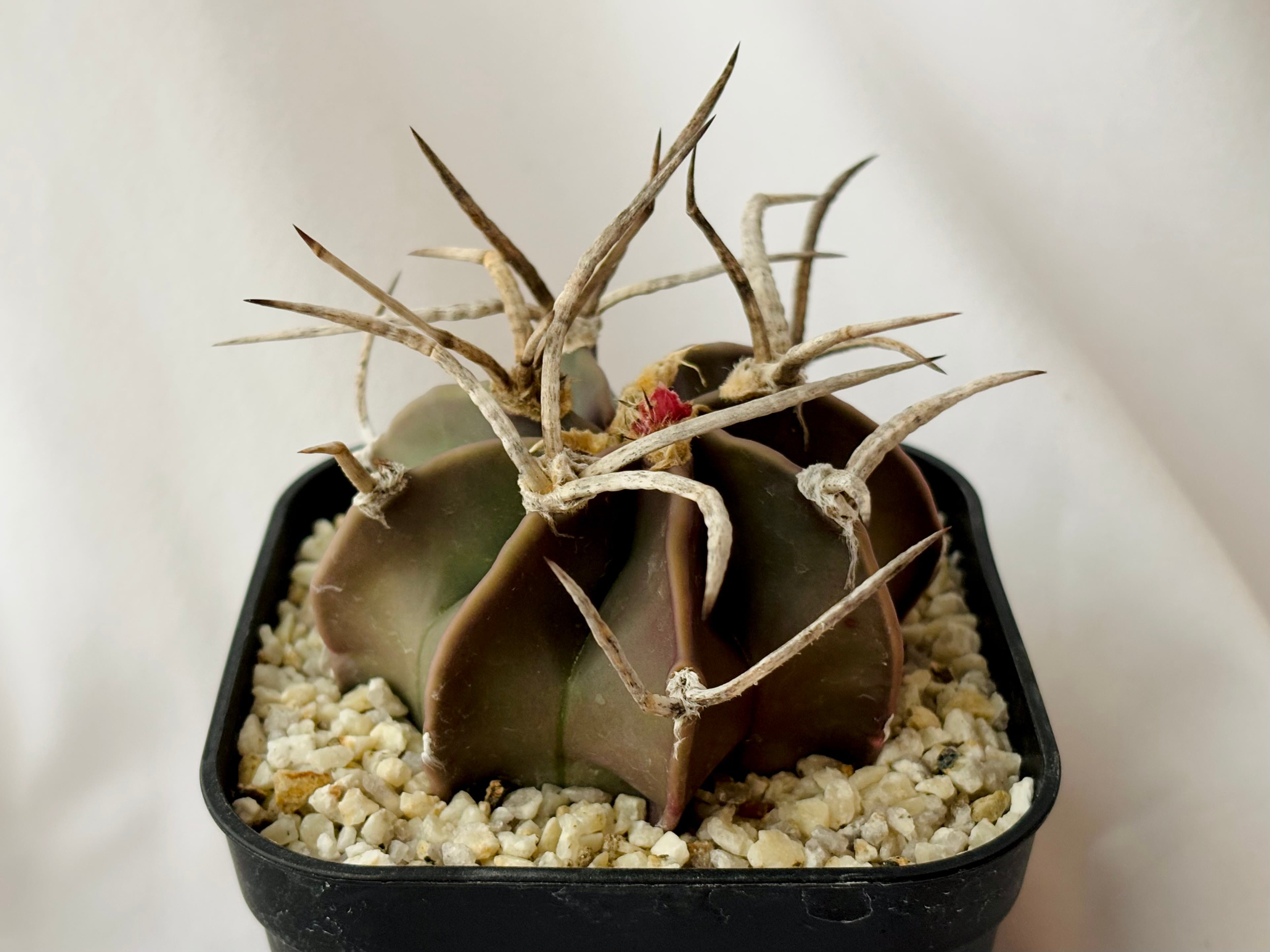 Astrophytum capricorne v. crassispinum アストロフィツム 水牛大鳳玉