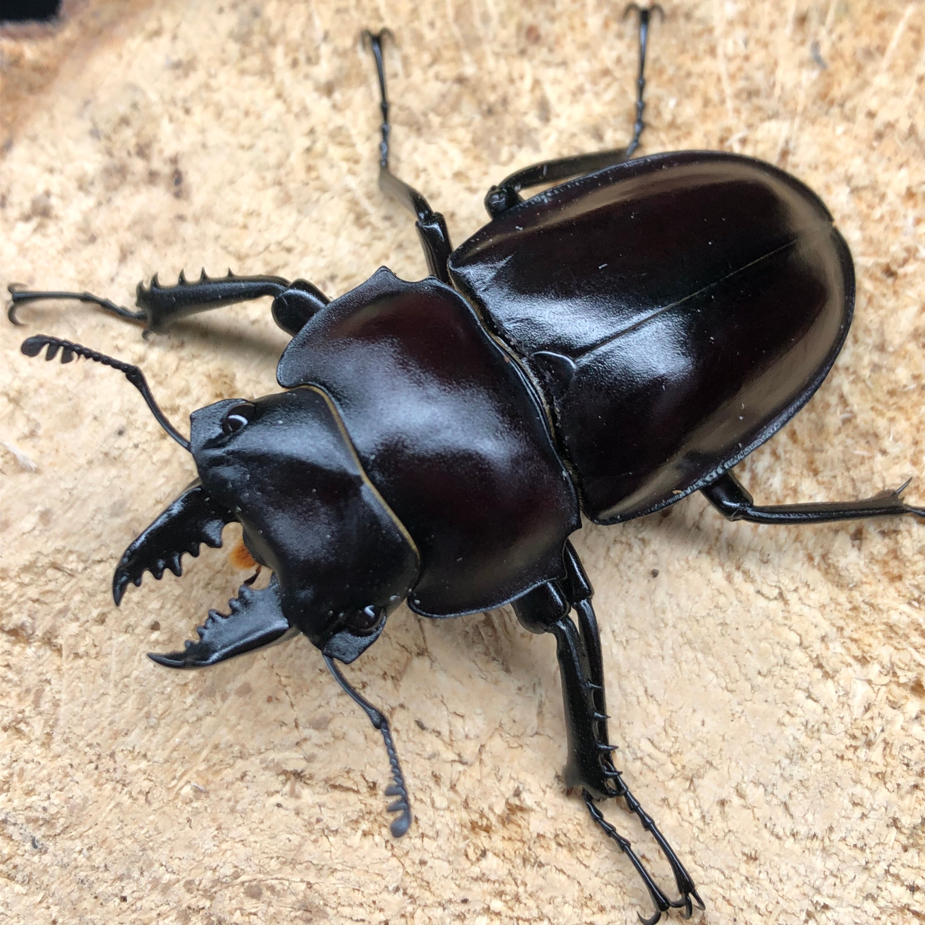 新成虫ペア】ヤエヤママルバネクワガタ | ドルクスあかね