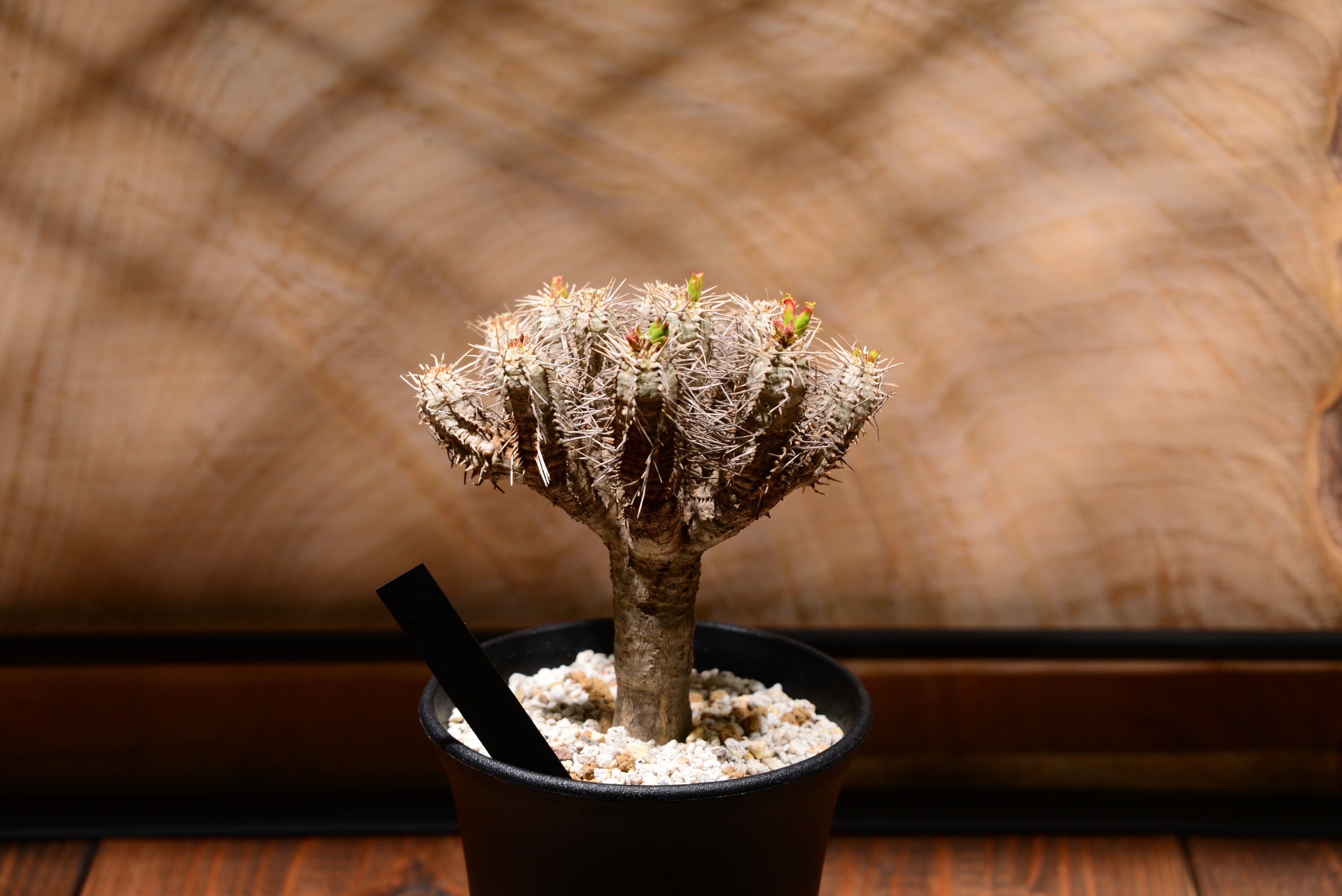 ユーフォルビア ギラウミニアナ〈現地球〉 | N collect plants