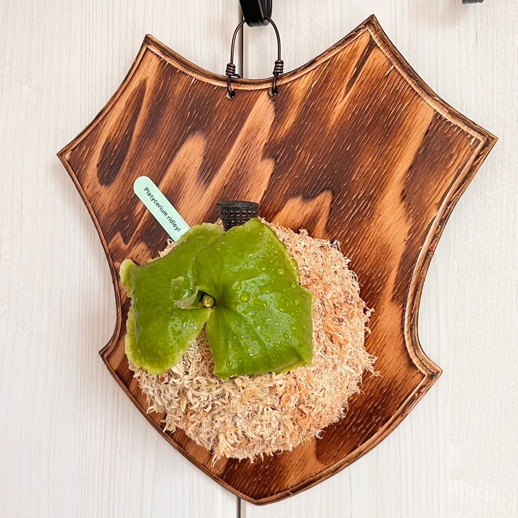 ビカクシダ リドレイ 着生板大サイズ 板付 【観葉植物 室内 コウモリ