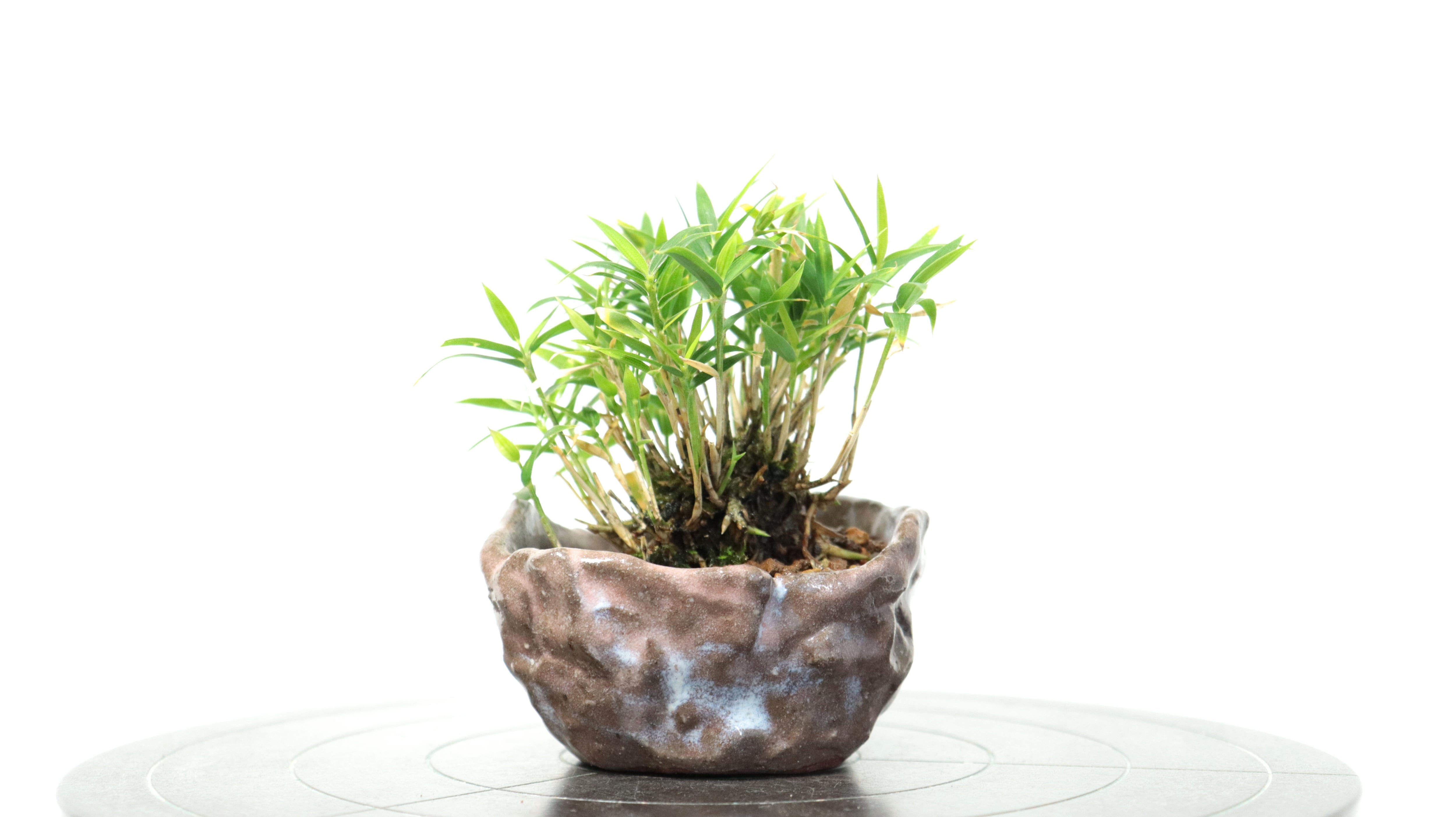 屋久島笹 | 弌屋の盆栽