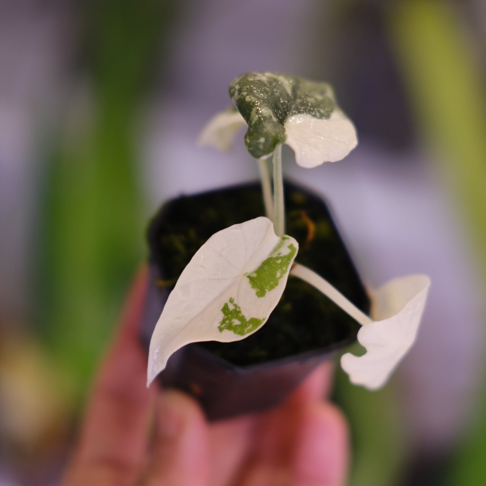 アロカシア メロ アルボ│Alocasia melo 'Albo' Var.③│観葉植物