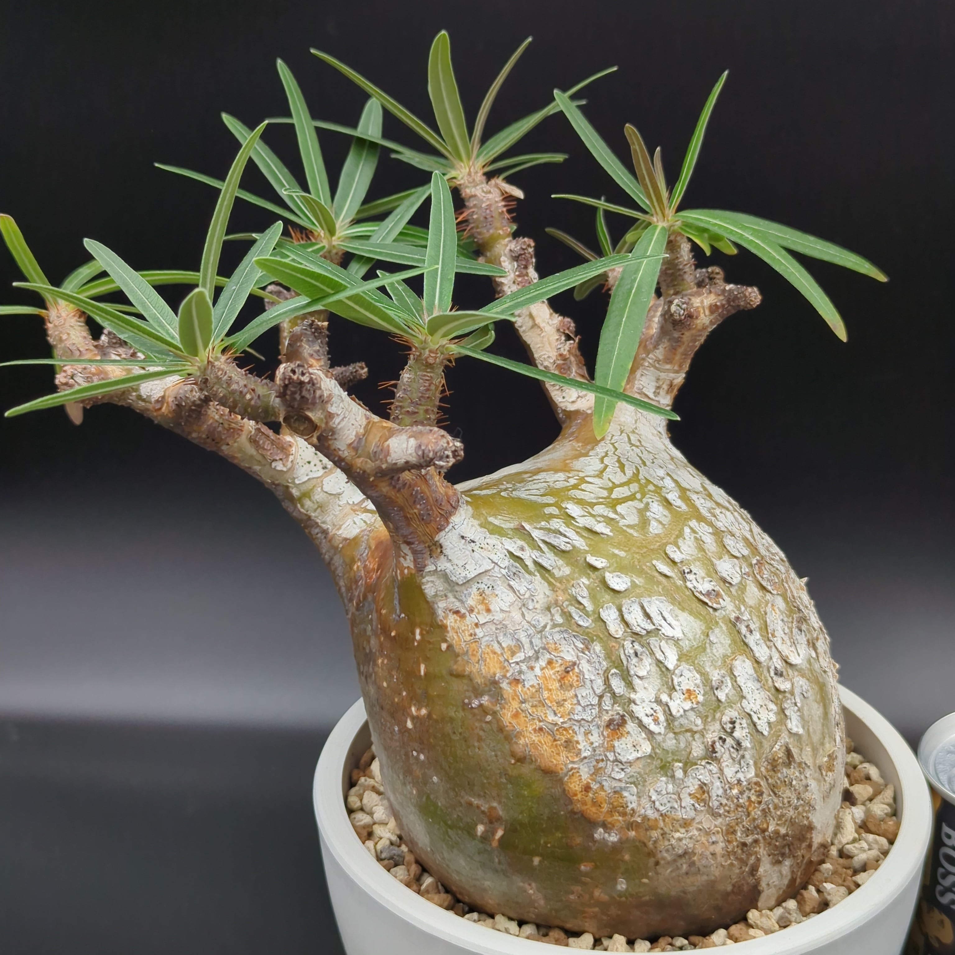 7939760bf1f2d2d90afb6ea43eb682