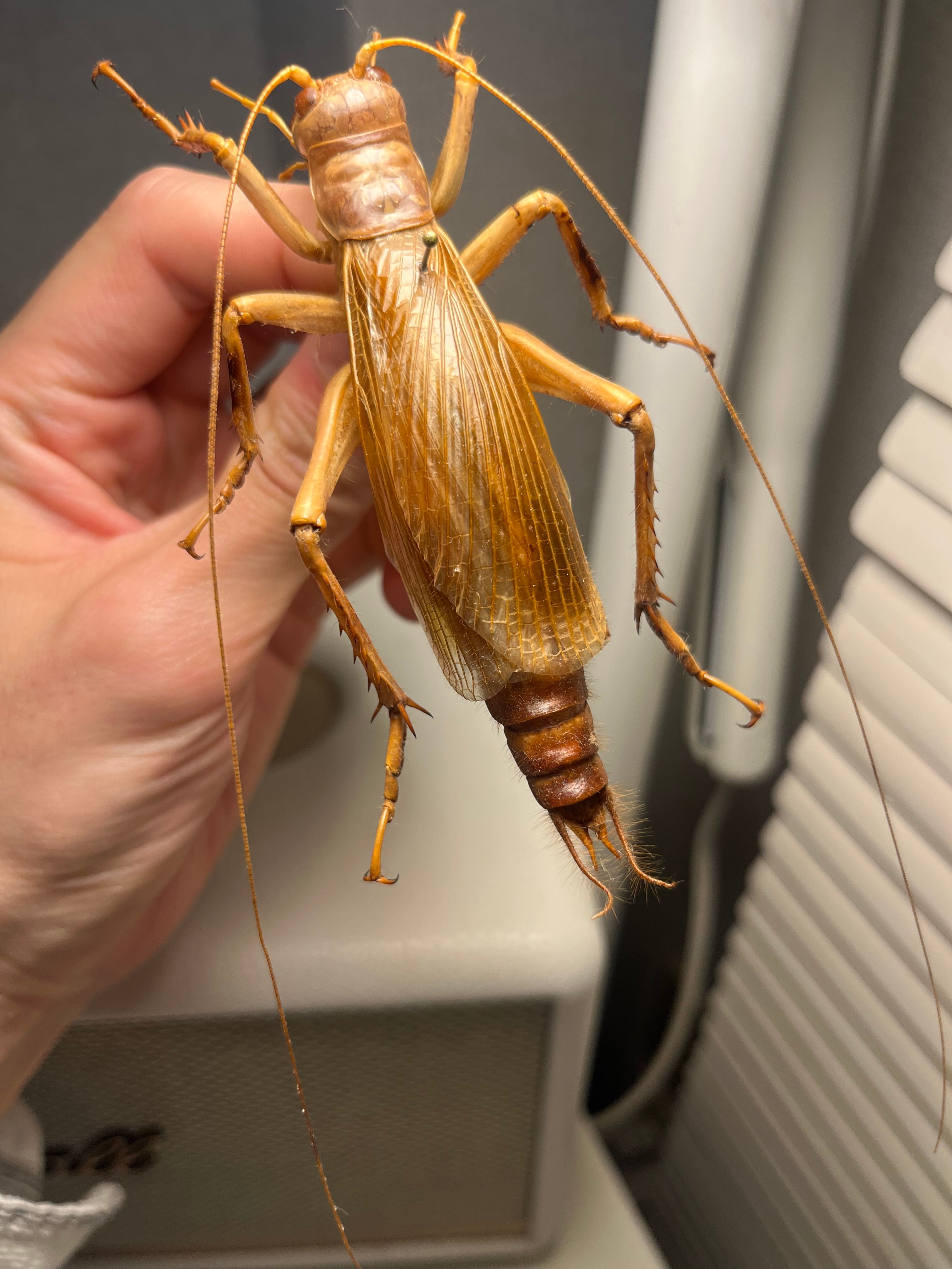 リオック Sia ferox | オモニキチュウ