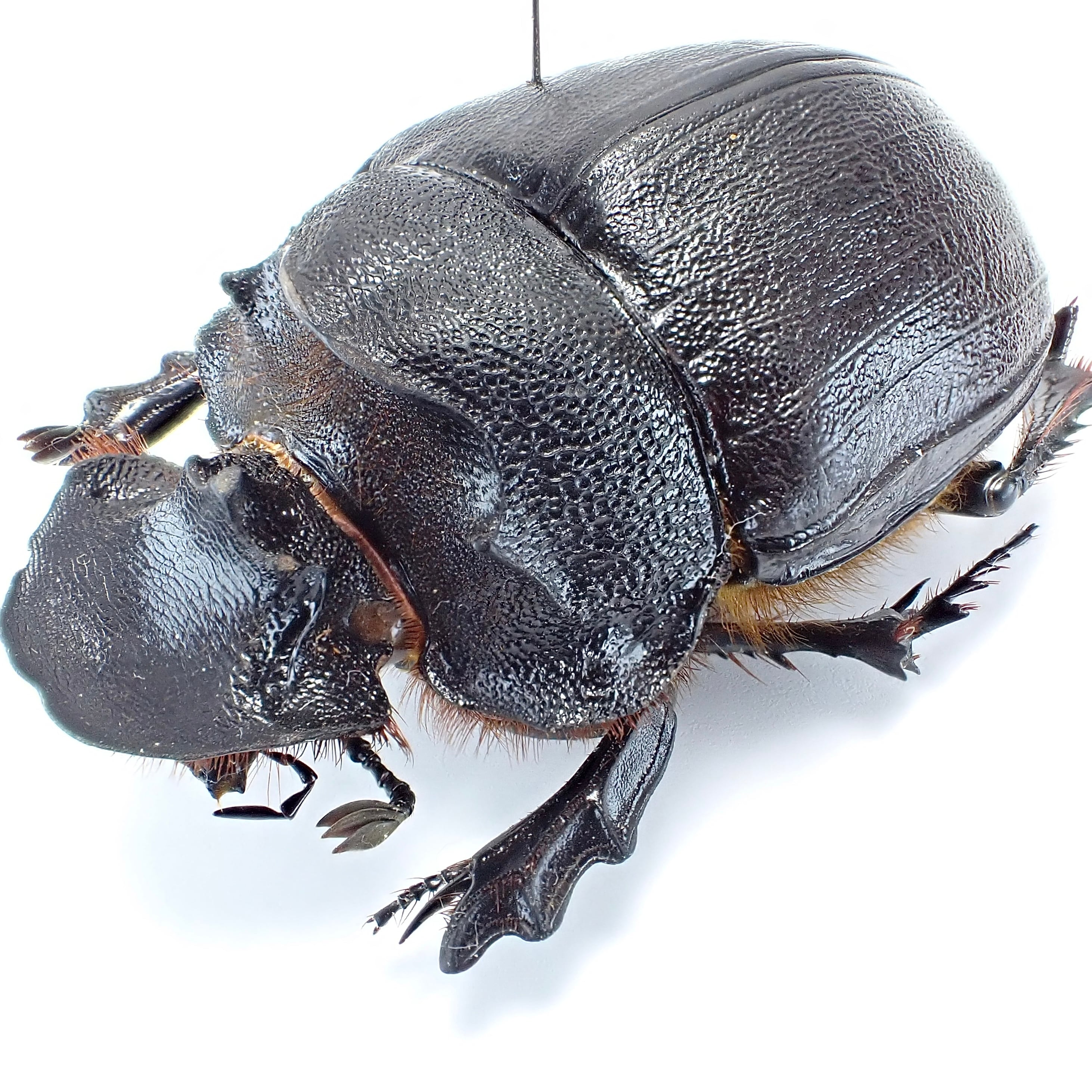 昆虫標本 良型 アンダーソンナンバンダイコク 大型ペア 昆虫標本 良型