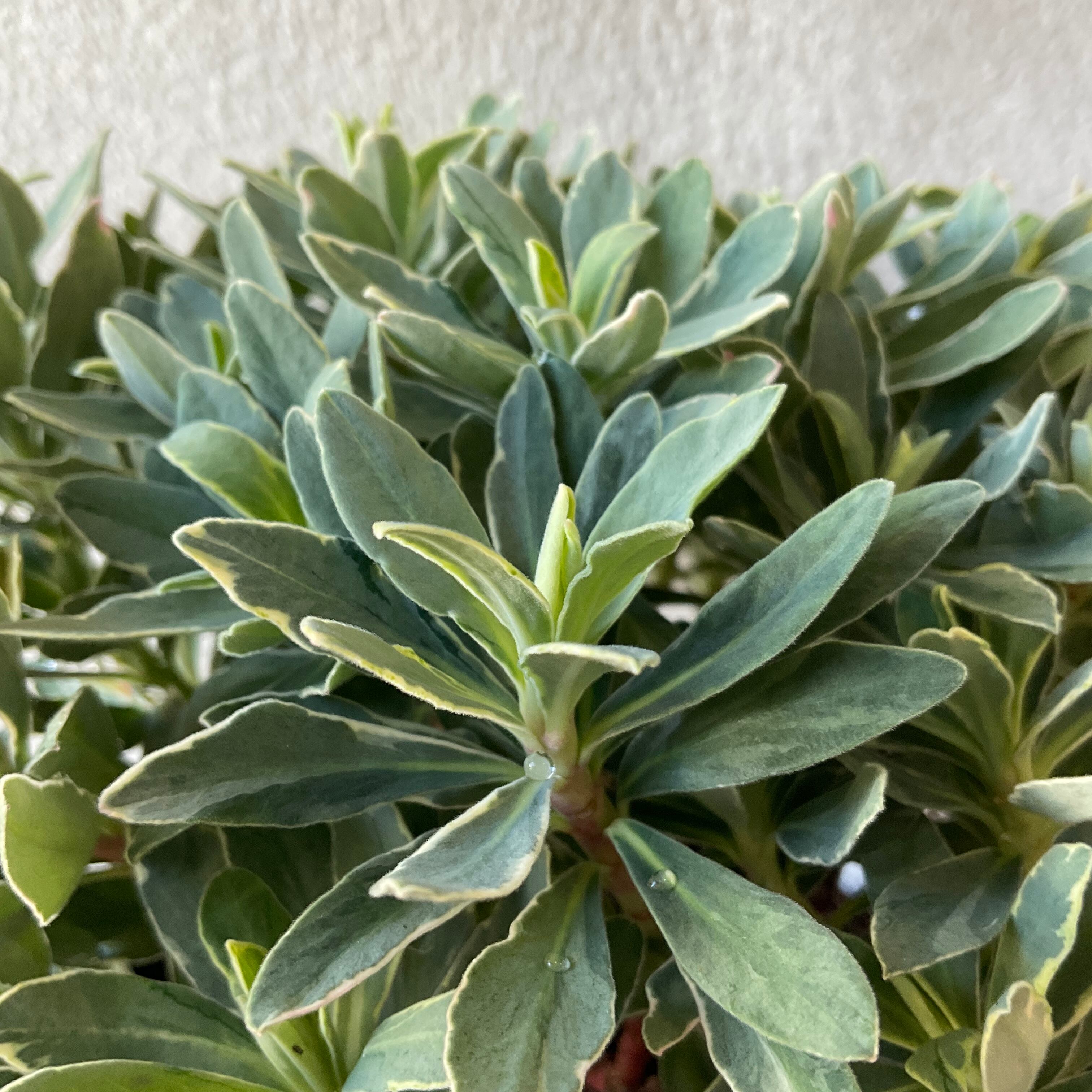 ユーフォルビア 5寸鉢 選べる♪4種 | 橋本種苗園