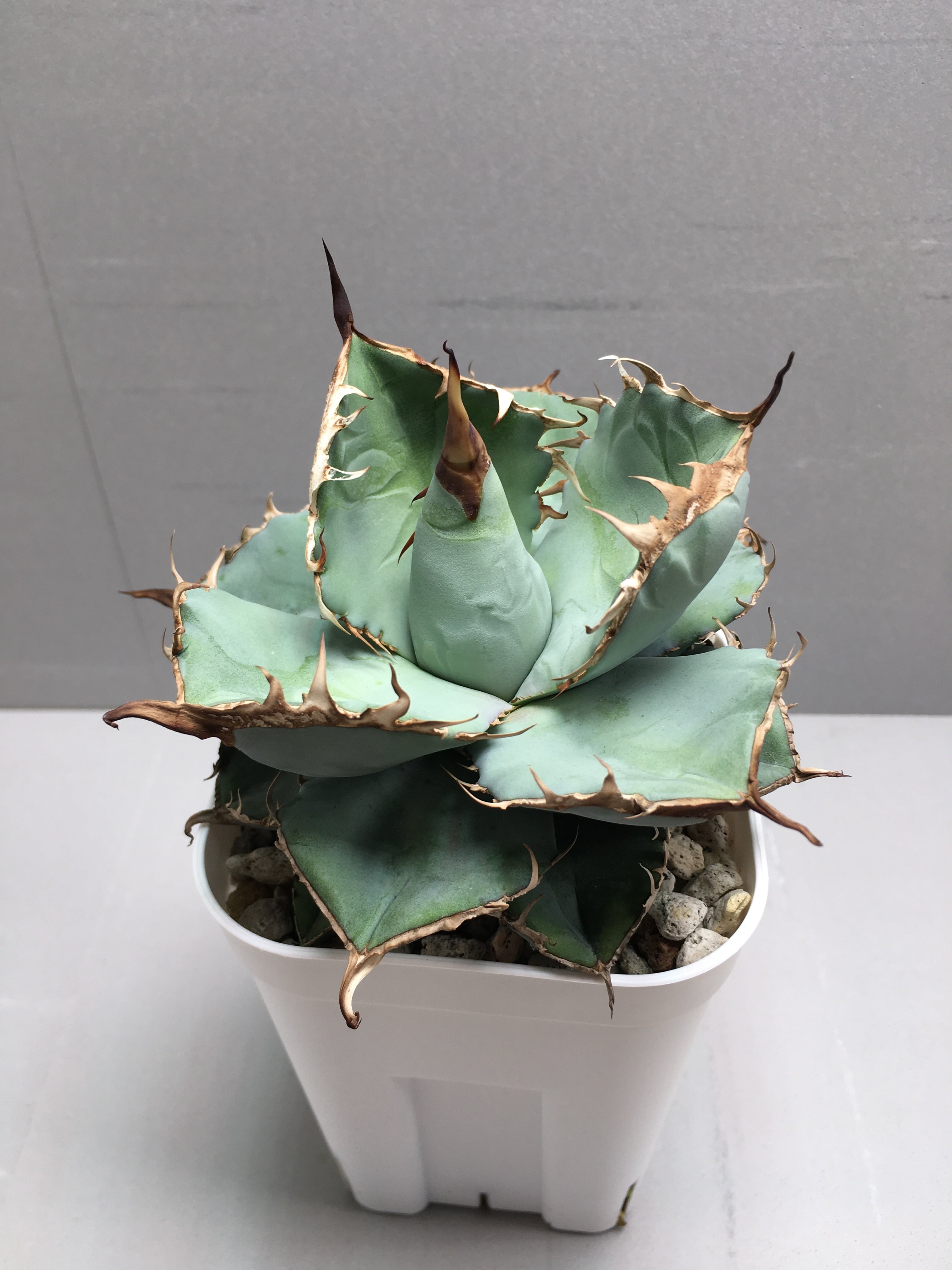 アガベ サルミアナ フェロックス リップルエフェクト リップル