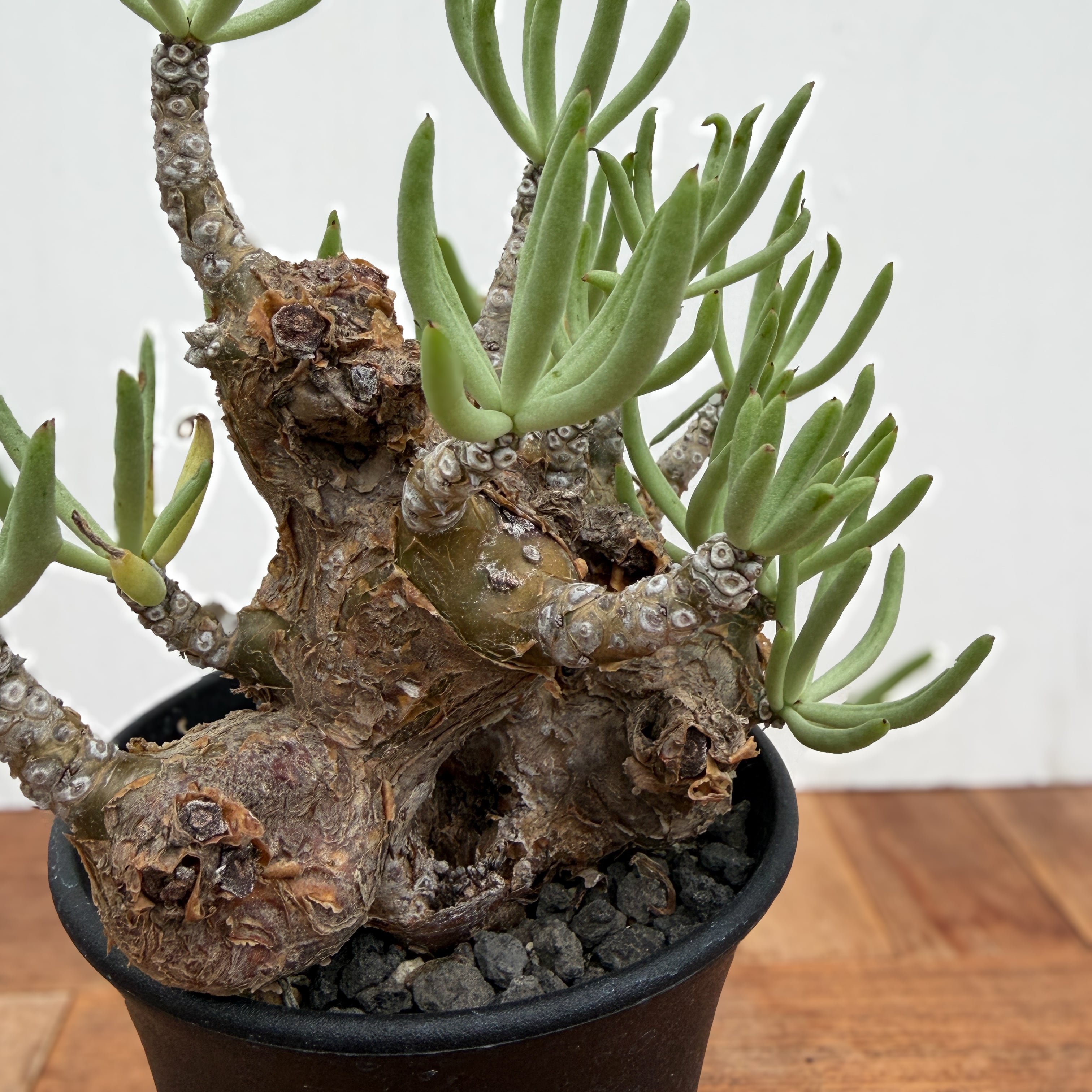 Tylecodon pearsonii【チレコドン・ペアルソニー】 | RIMO'S GREEN