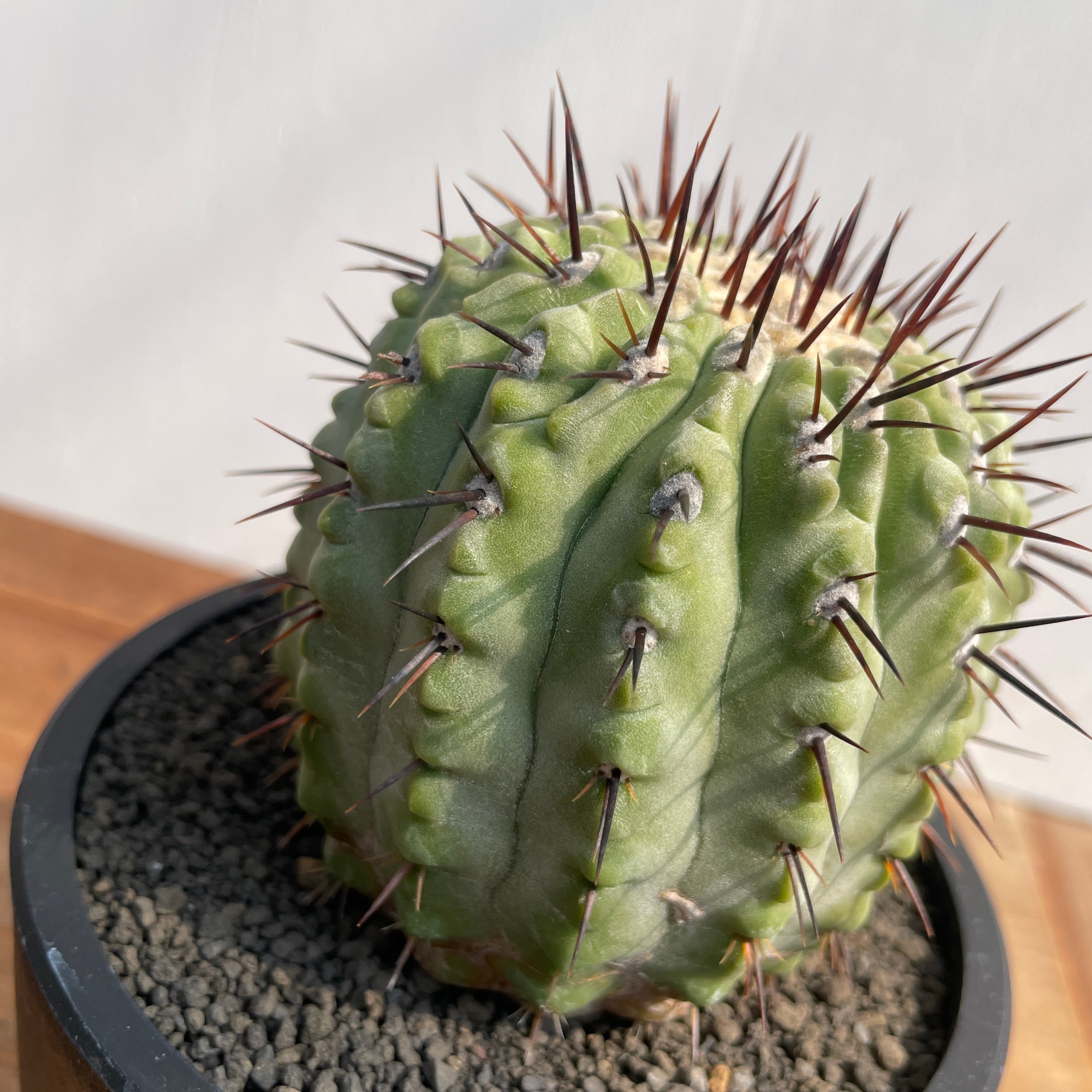 Copiapoa cinerea var. columna-alba【コピアポア・孤竜丸】 | RIMO'S