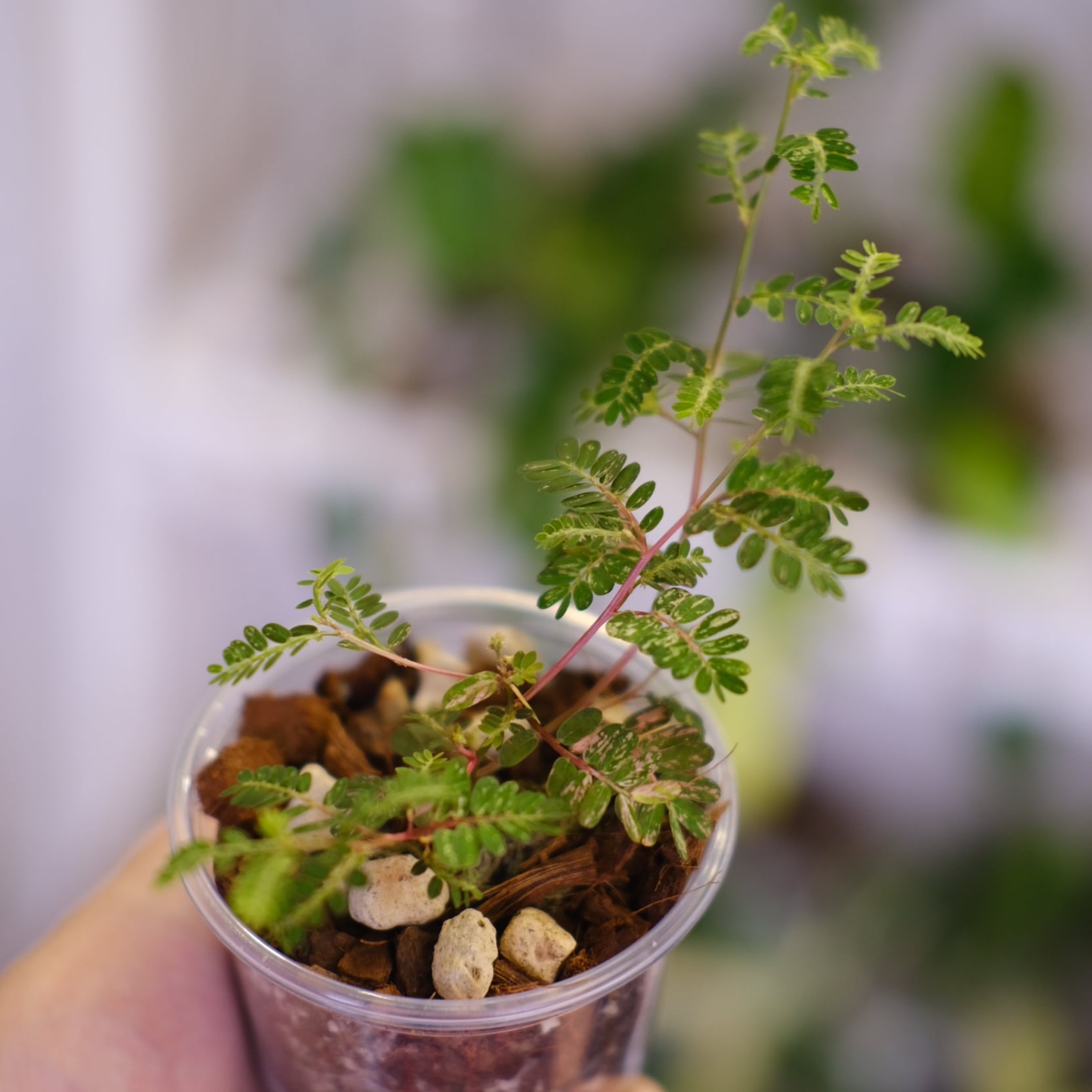 Phyllanthus urinaria 'Pink Variegated' | フィランサス・ウリナリア