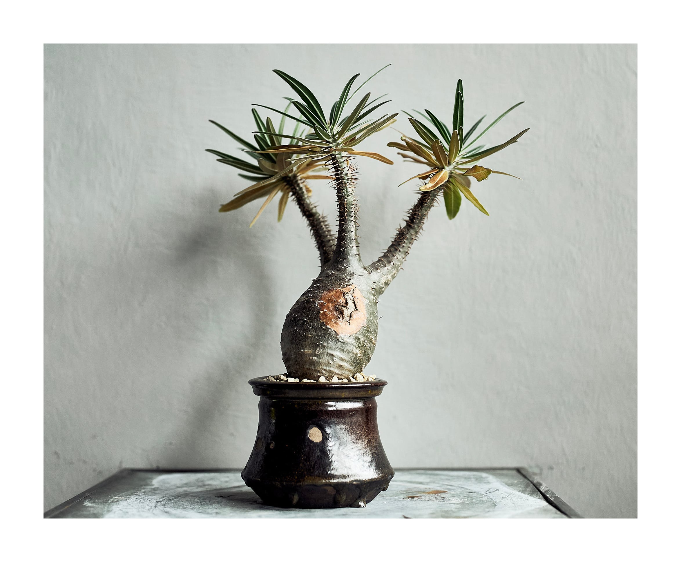 姫野翔太 | いい日あたり