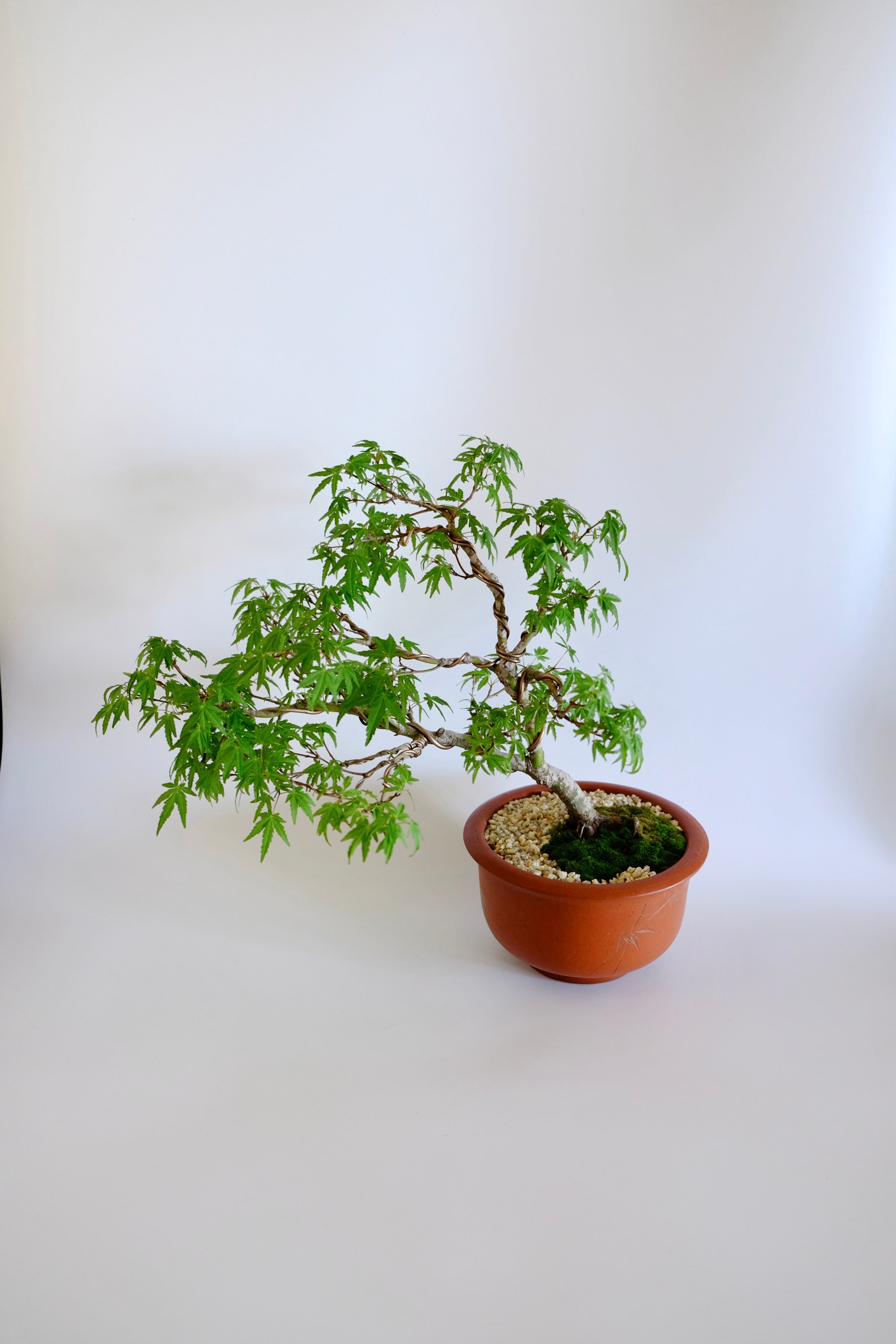 17. 行姫紅葉 Yukihime momiji (Yukihime maple） | Pay ID