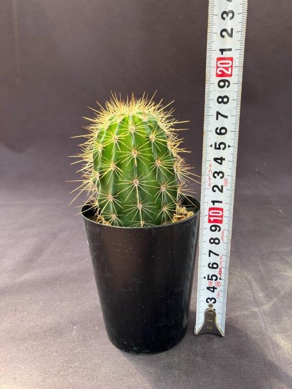 サボテン・弁慶柱（サガロサボテン）3号 | 日本ライン花木センター