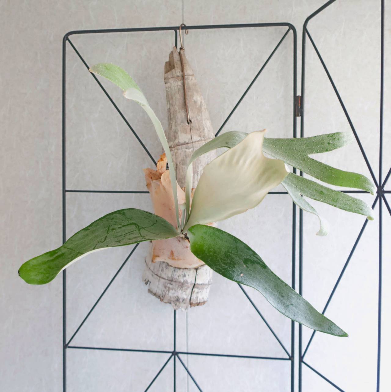 現品【ビカクシダ】P.Omo ''White Lover'' 流木(竹)付け【コウモリラン