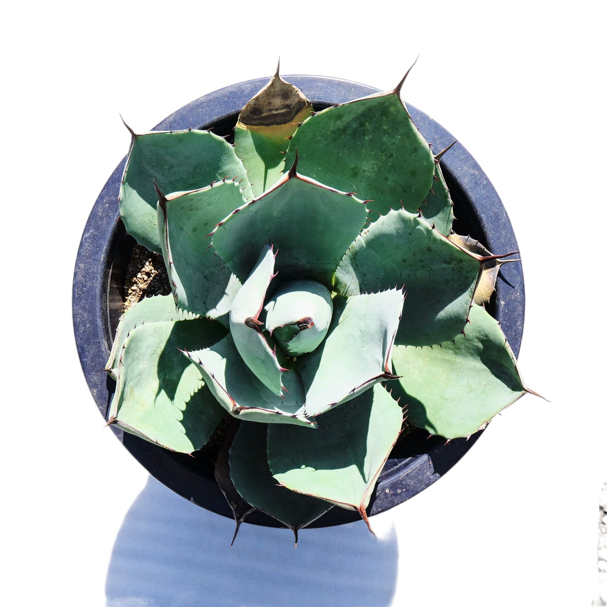 810d97a8cf87b718d76da7750a4a3b