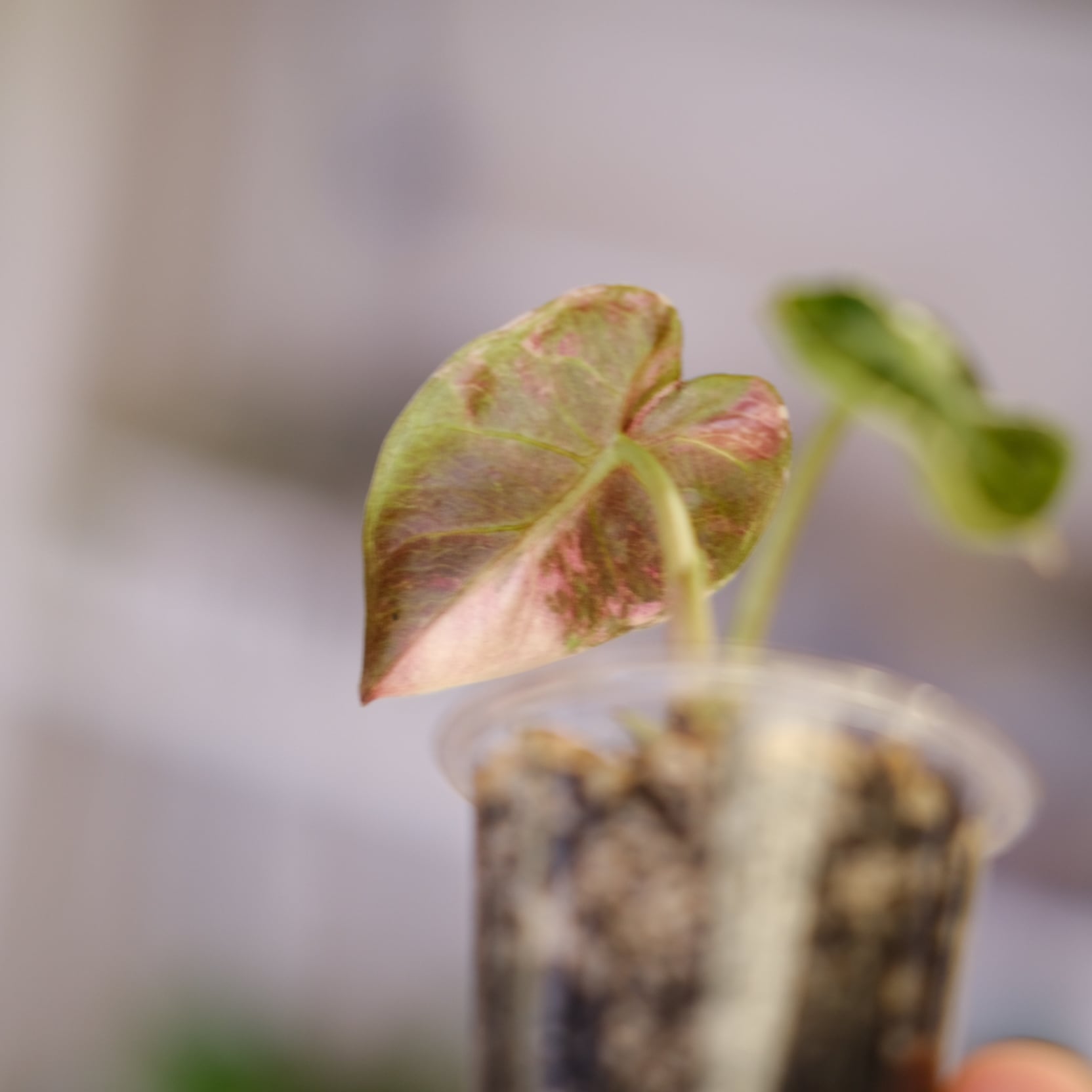 ALOCASIA HEART BALLON PINK VARIGATED / アロカシア ハートバルーン