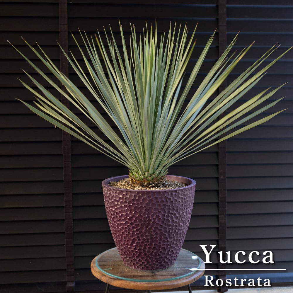 AL859】ユッカ ロストラータ 美形 シルバーブルー 極太個体 ユッカ