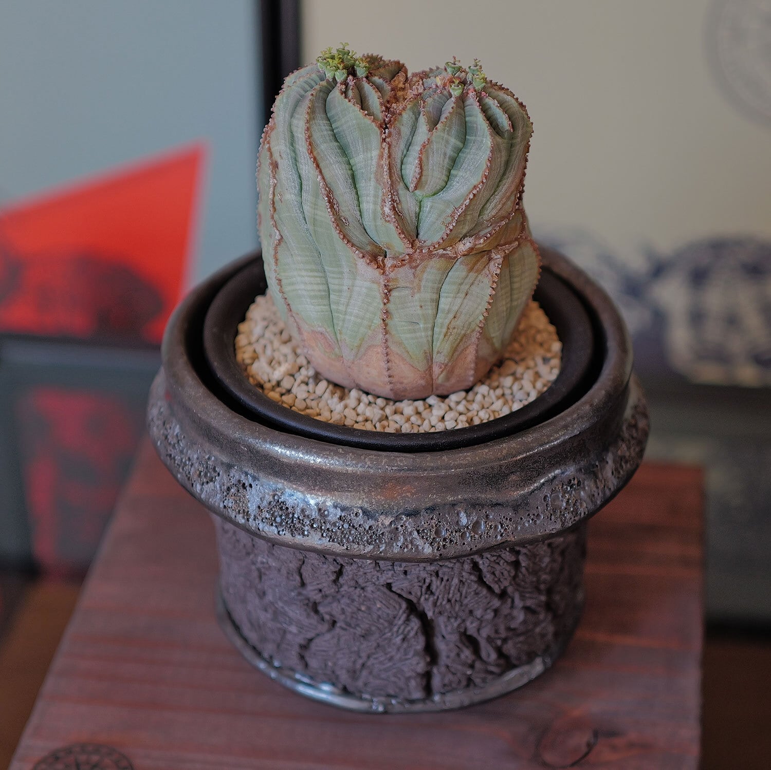 メス株【超厳選株】ダブル綴化ヘッド 捻じれ マウンテン モンスト