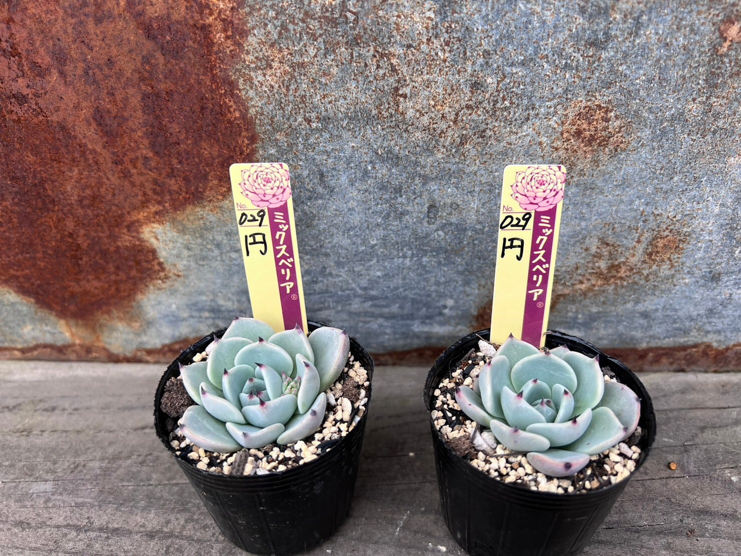 抽選販売【おらいさん苗】円 | cottage garden