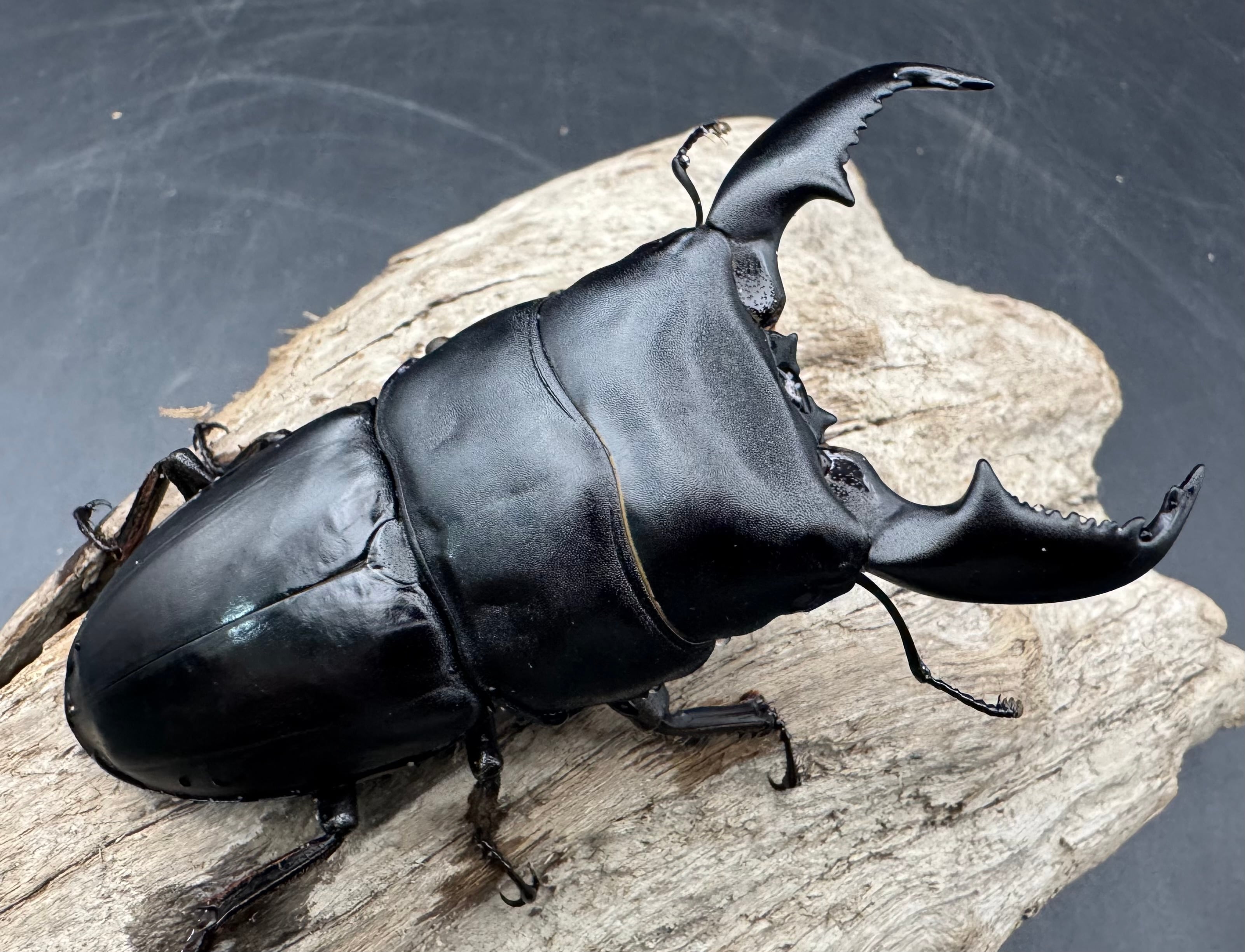 WD】《スマトラオオヒラタ アチェ産 87.5mm ペア》 | KPW公式