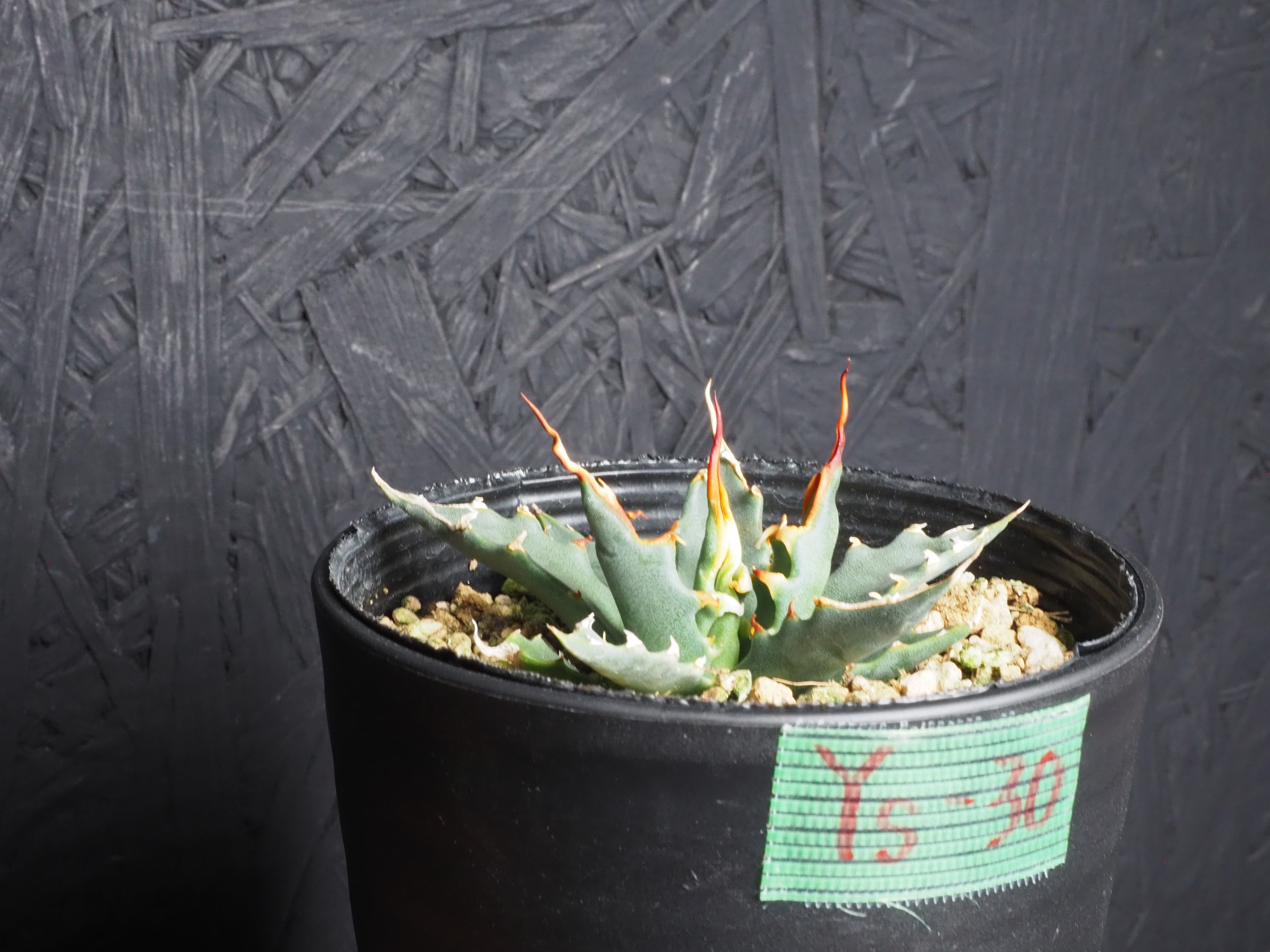 選んで購入」エボリスピナ『陽炎』～極上国内実生株選抜／Ys-30