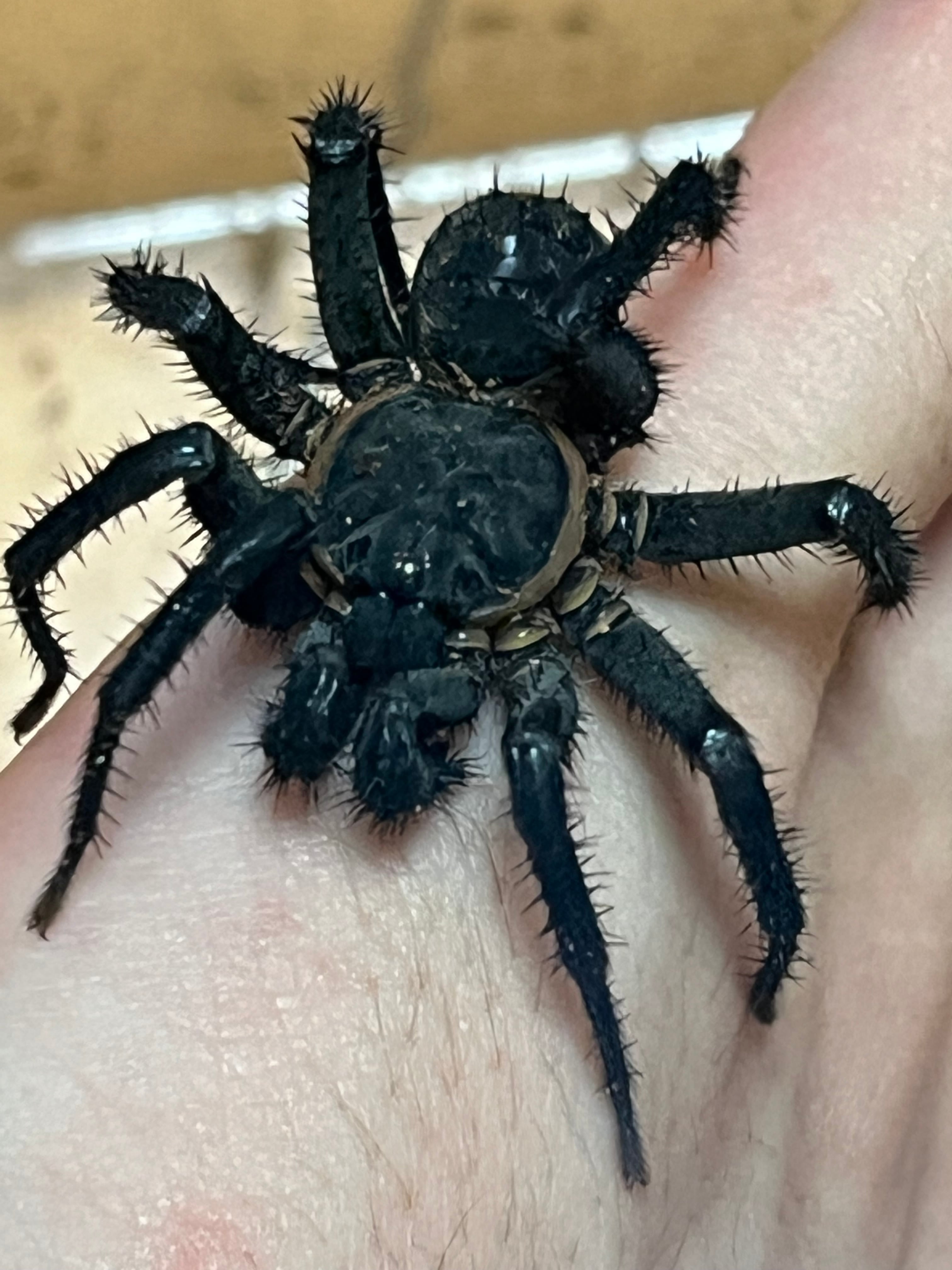 ♂確定】アーマードトラップドアスパイダー ハラフシグモ LS7cm程