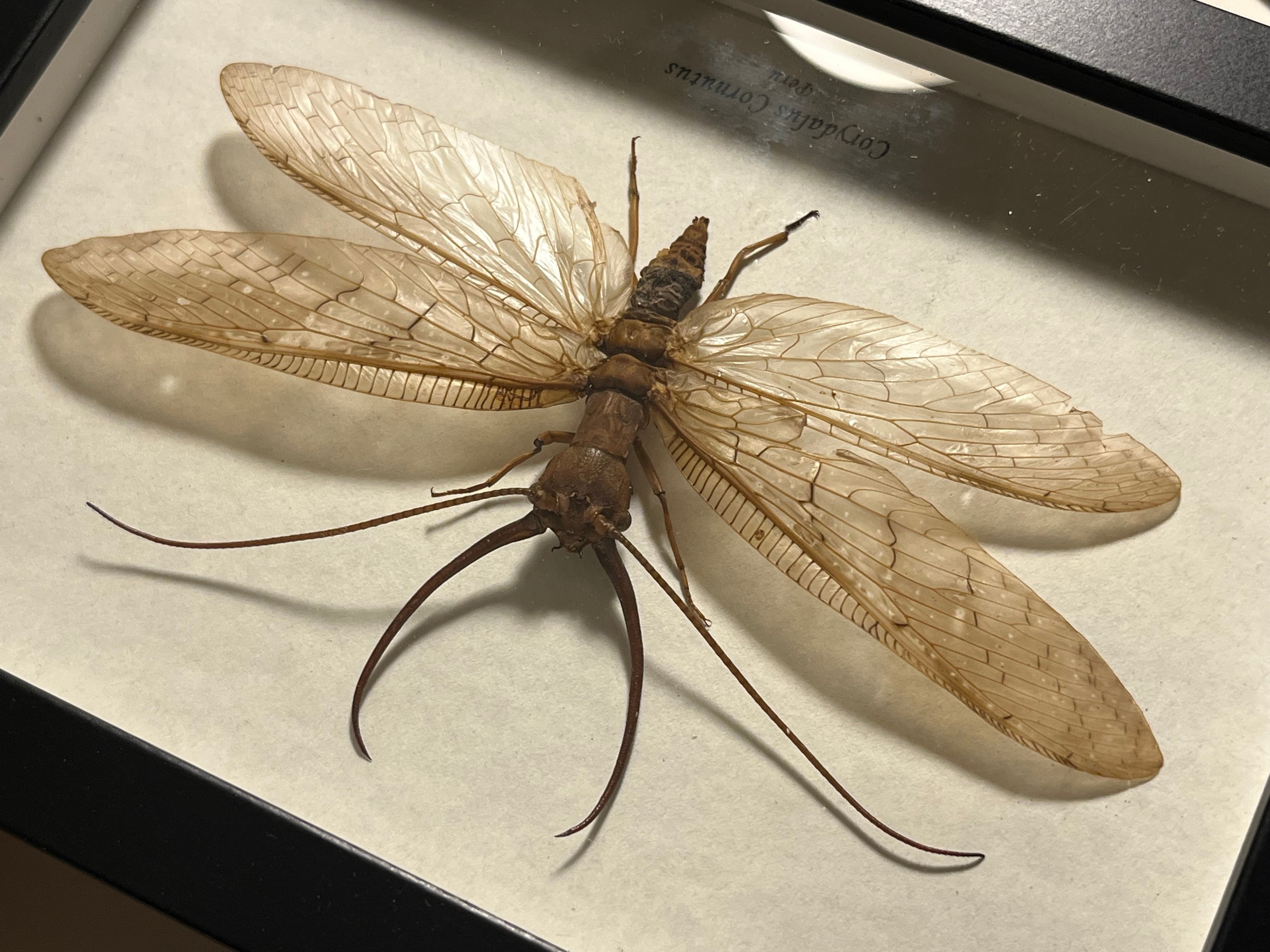 顎特大】オオアゴヘビトンボ ペルー産 奇蟲 タランチュラ ムカデ 標本