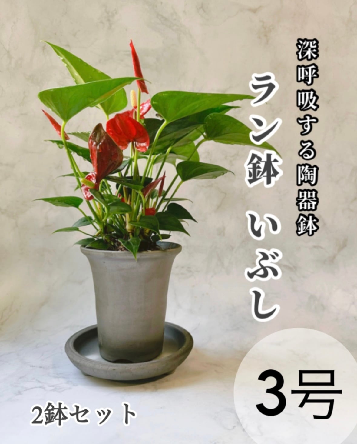 3号 2鉢セット〚ラン鉢 