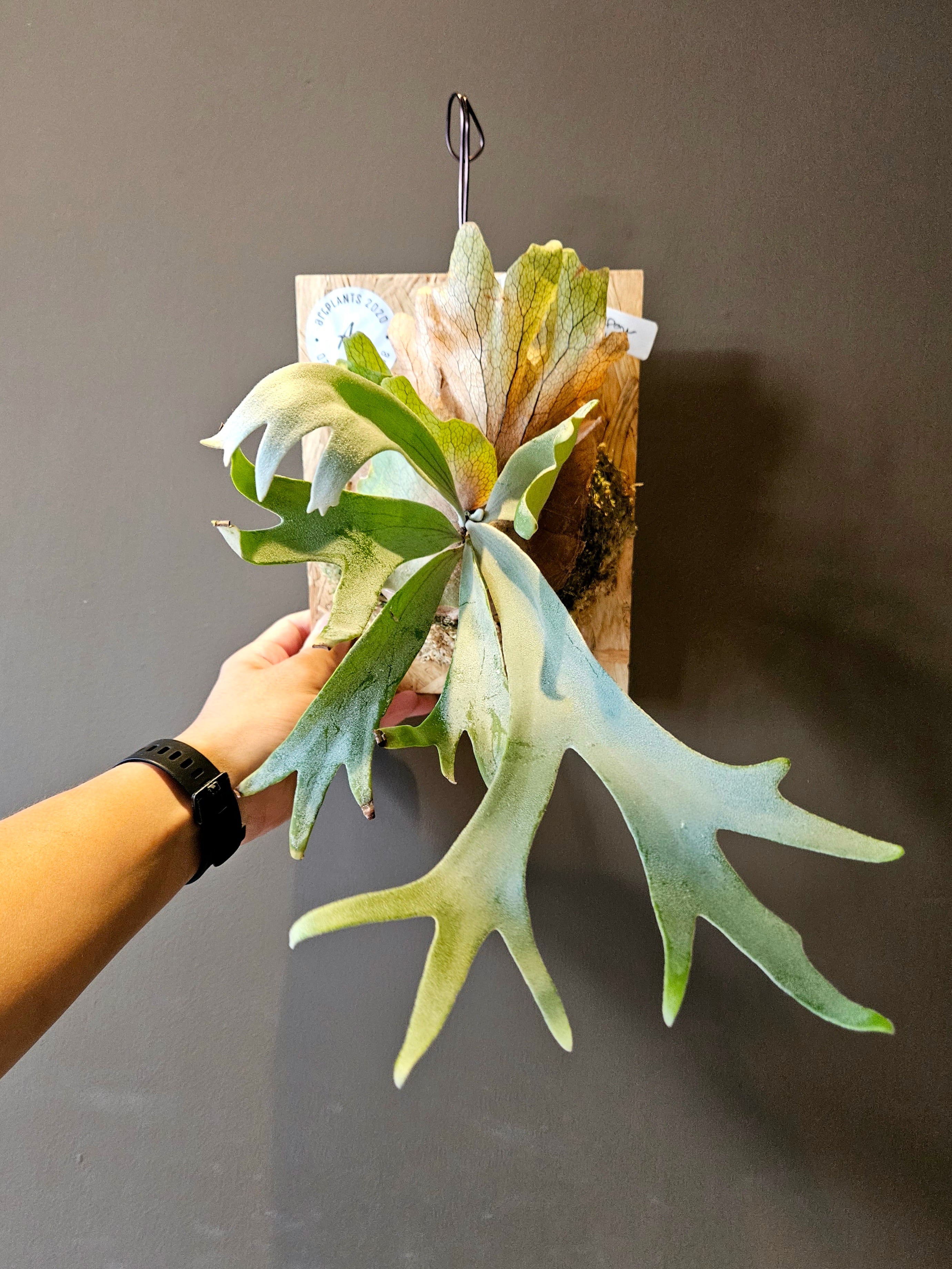 P.willinckii Little Crown Sporelings Select【artPLANTs】ビカクシダ