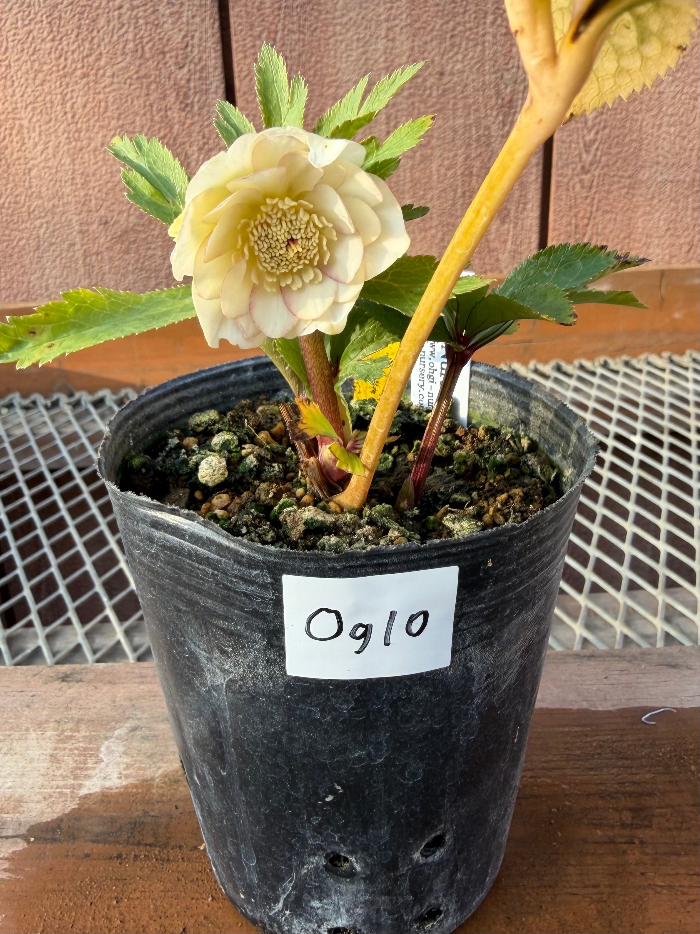 デュメ系オーレアdd 大木ナーサリー クリスマスローズ【Og10】送料無料