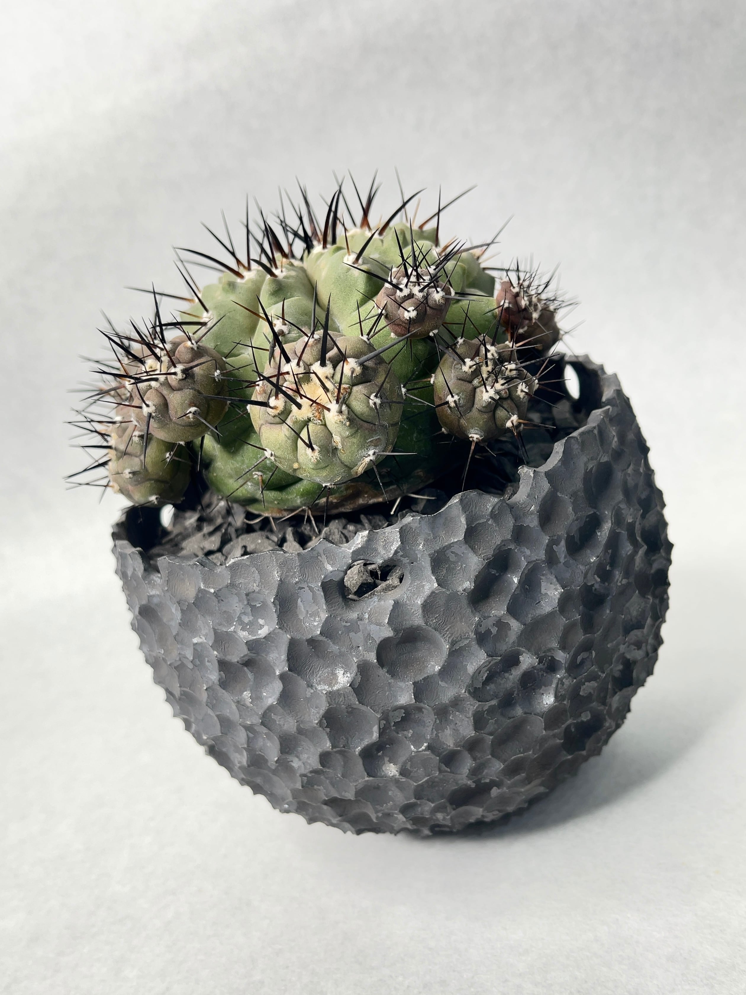 コピアポア・黒王丸 | trigger