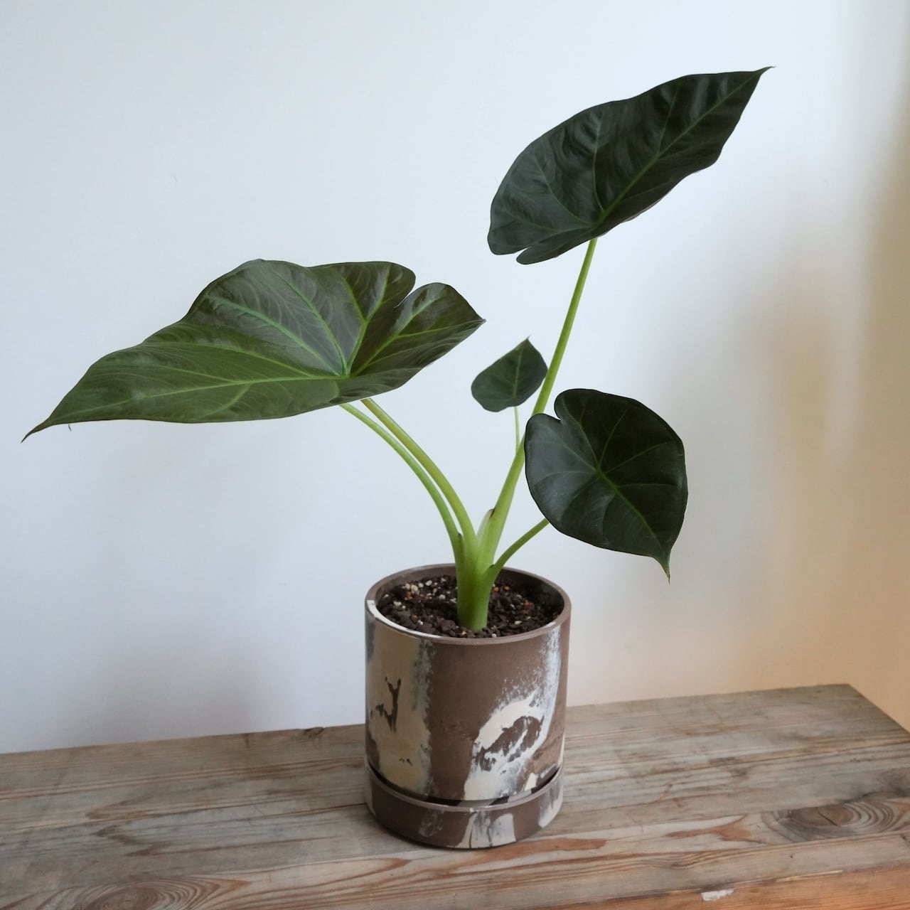 8bdb0b480586e5d29a6733f35b3a80