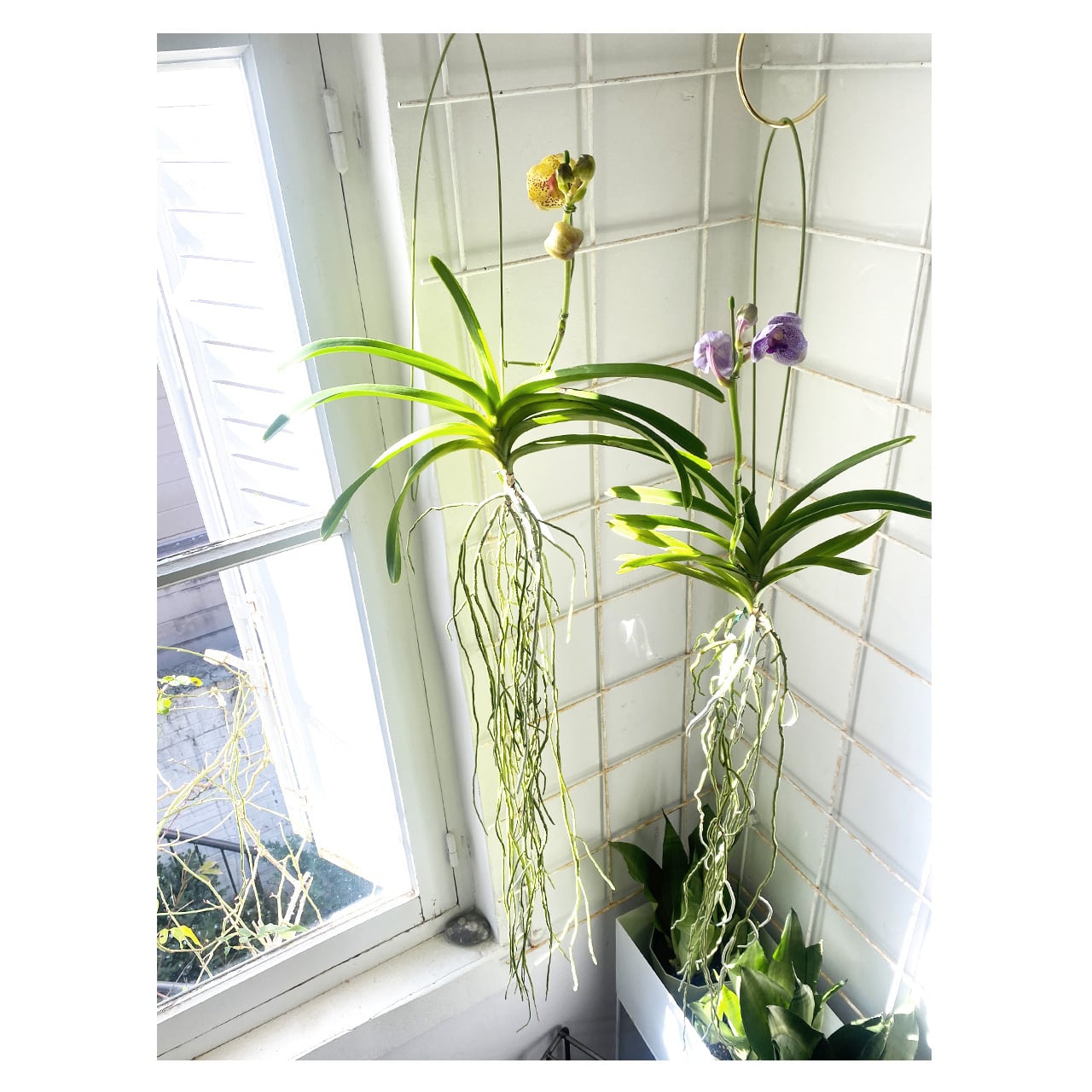 Vanda | Seeding